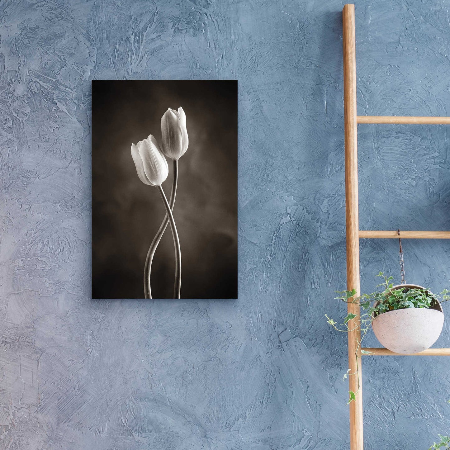 Epic Art 'Two Tone Tulips V' by Debra Van Swearingen, Acrylic Glass Wall Art,16x24