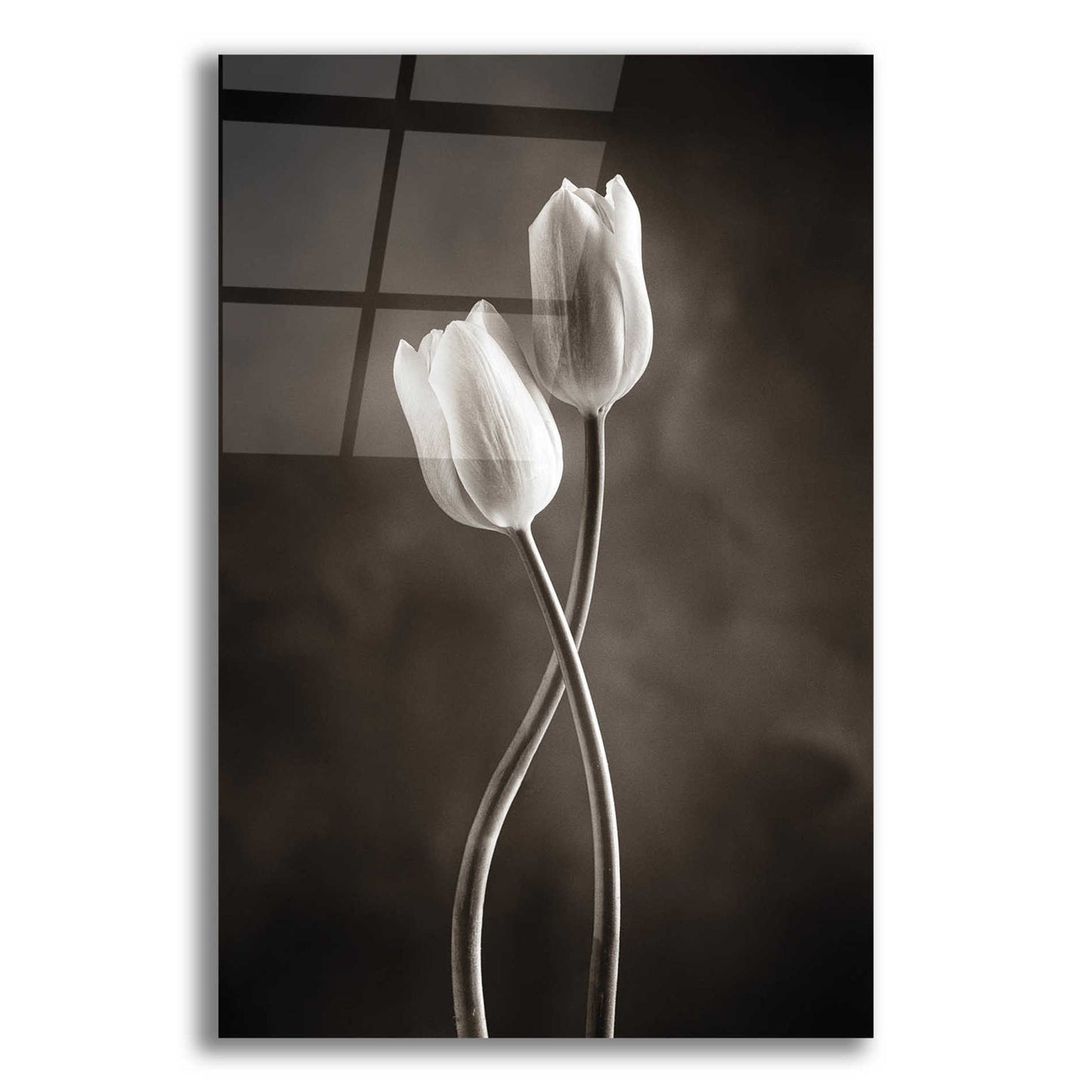 Epic Art 'Two Tone Tulips V' by Debra Van Swearingen, Acrylic Glass Wall Art,12x18x1.1x0,18x26x1.1x0,26x40x1.74x0,40x60x1.74x0