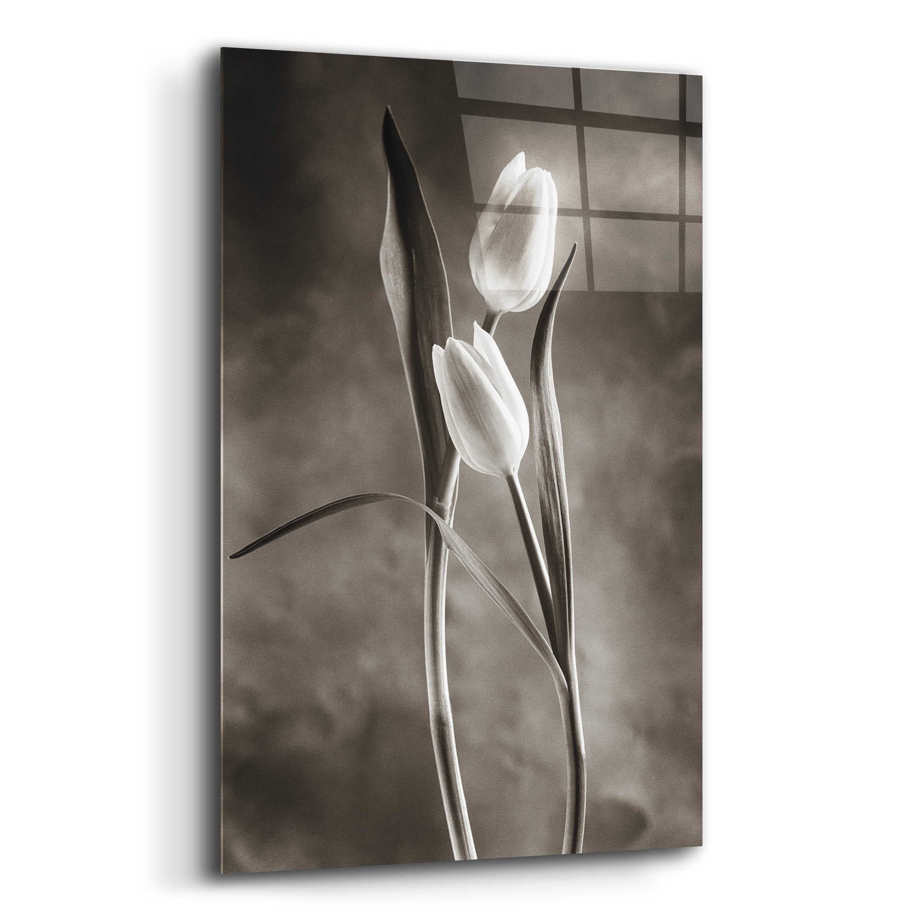 Epic Art 'Two Tone Tulips VI' by Debra Van Swearingen, Acrylic Glass Wall Art,12x16