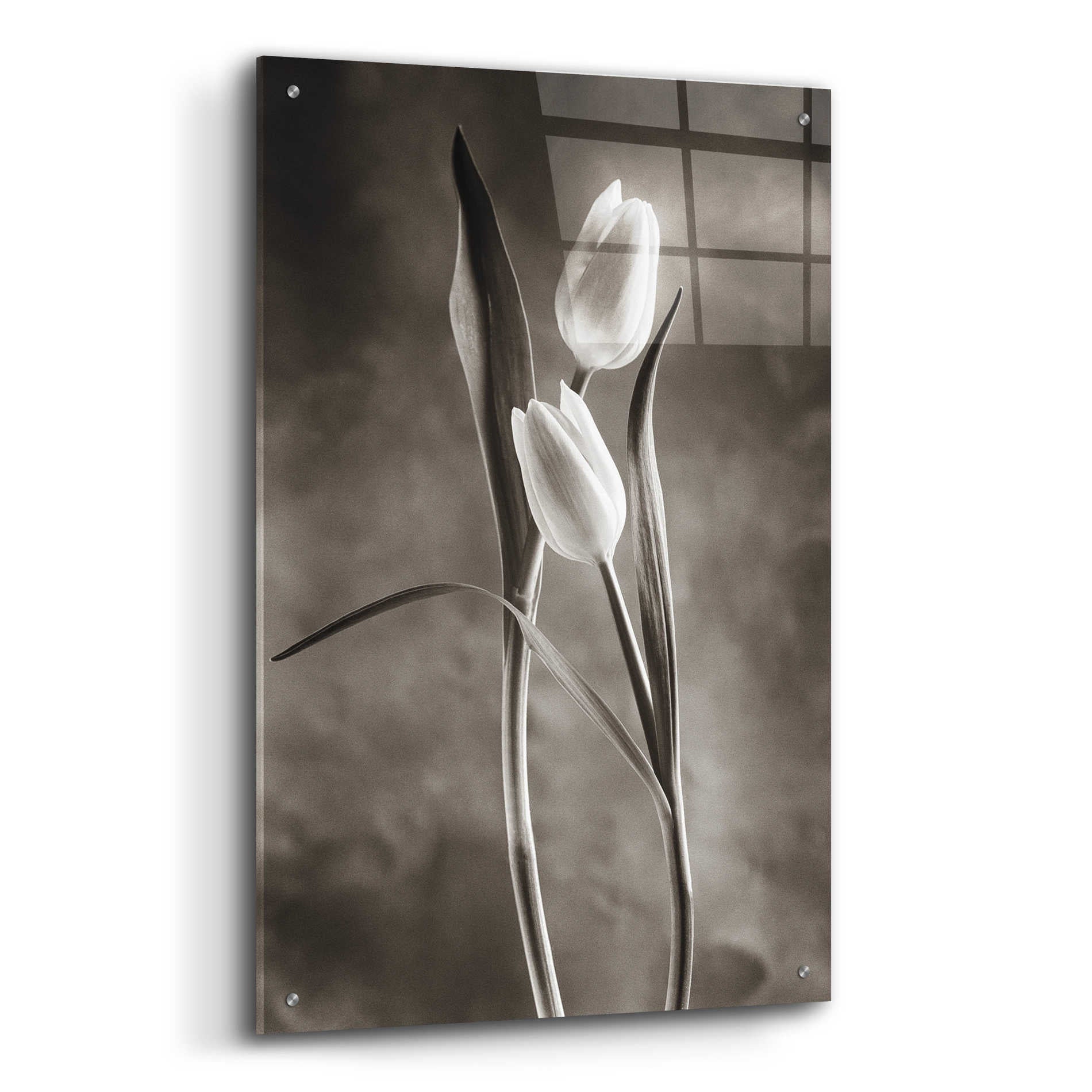 Epic Art 'Two Tone Tulips VI' by Debra Van Swearingen, Acrylic Glass Wall Art,24x36