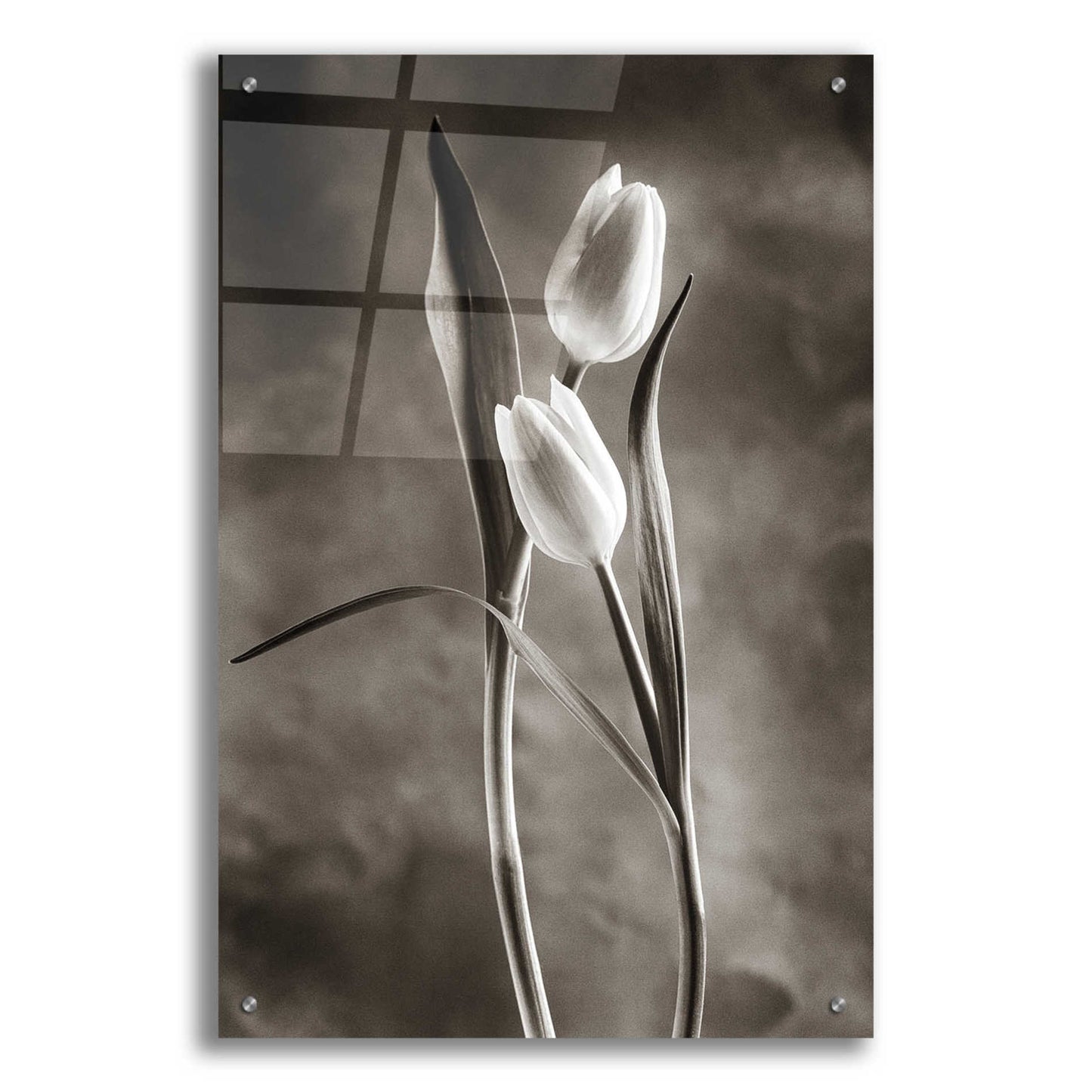 Epic Art 'Two Tone Tulips VI' by Debra Van Swearingen, Acrylic Glass Wall Art,24x36