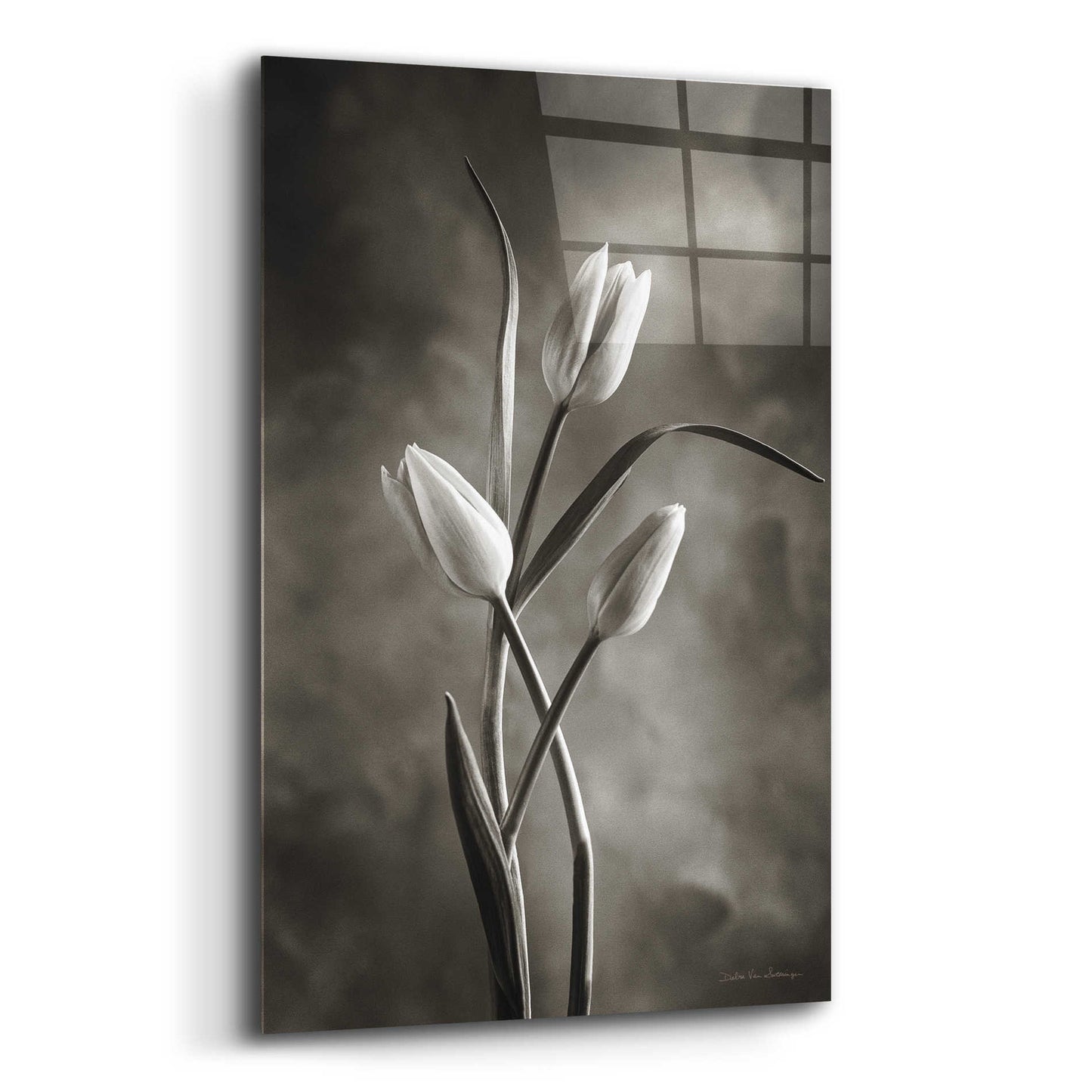 Epic Art 'Two Tone Tulips VII' by Debra Van Swearingen, Acrylic Glass Wall Art,12x16