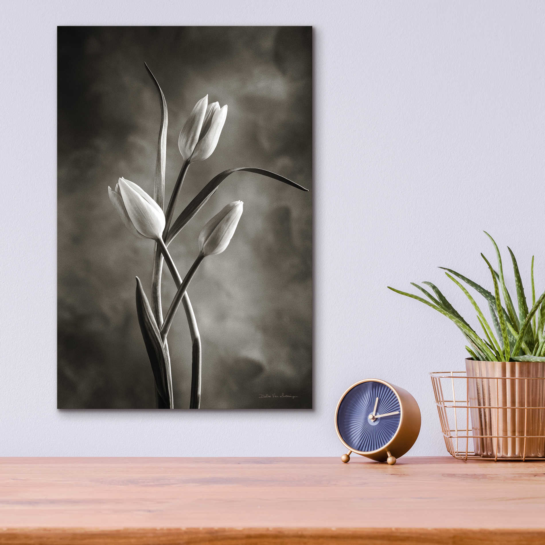 Epic Art 'Two Tone Tulips VII' by Debra Van Swearingen, Acrylic Glass Wall Art,12x16