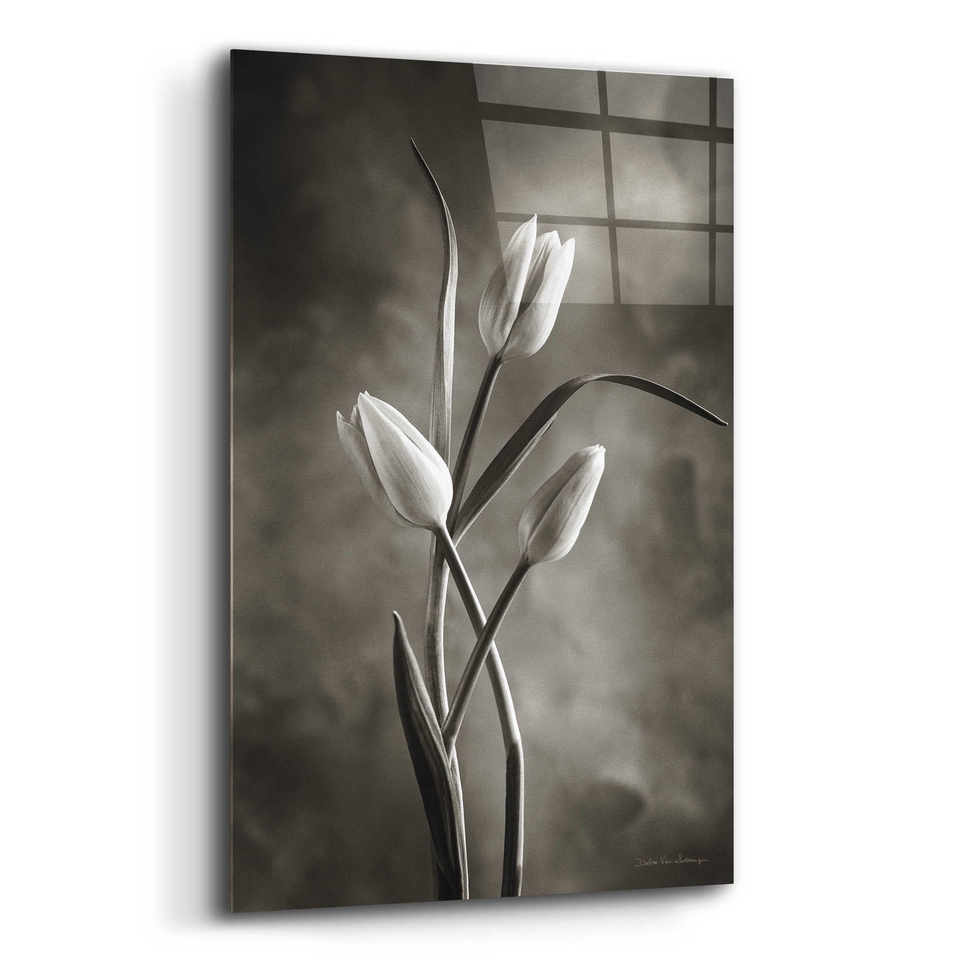 Epic Art 'Two Tone Tulips VII' by Debra Van Swearingen, Acrylic Glass Wall Art,16x24