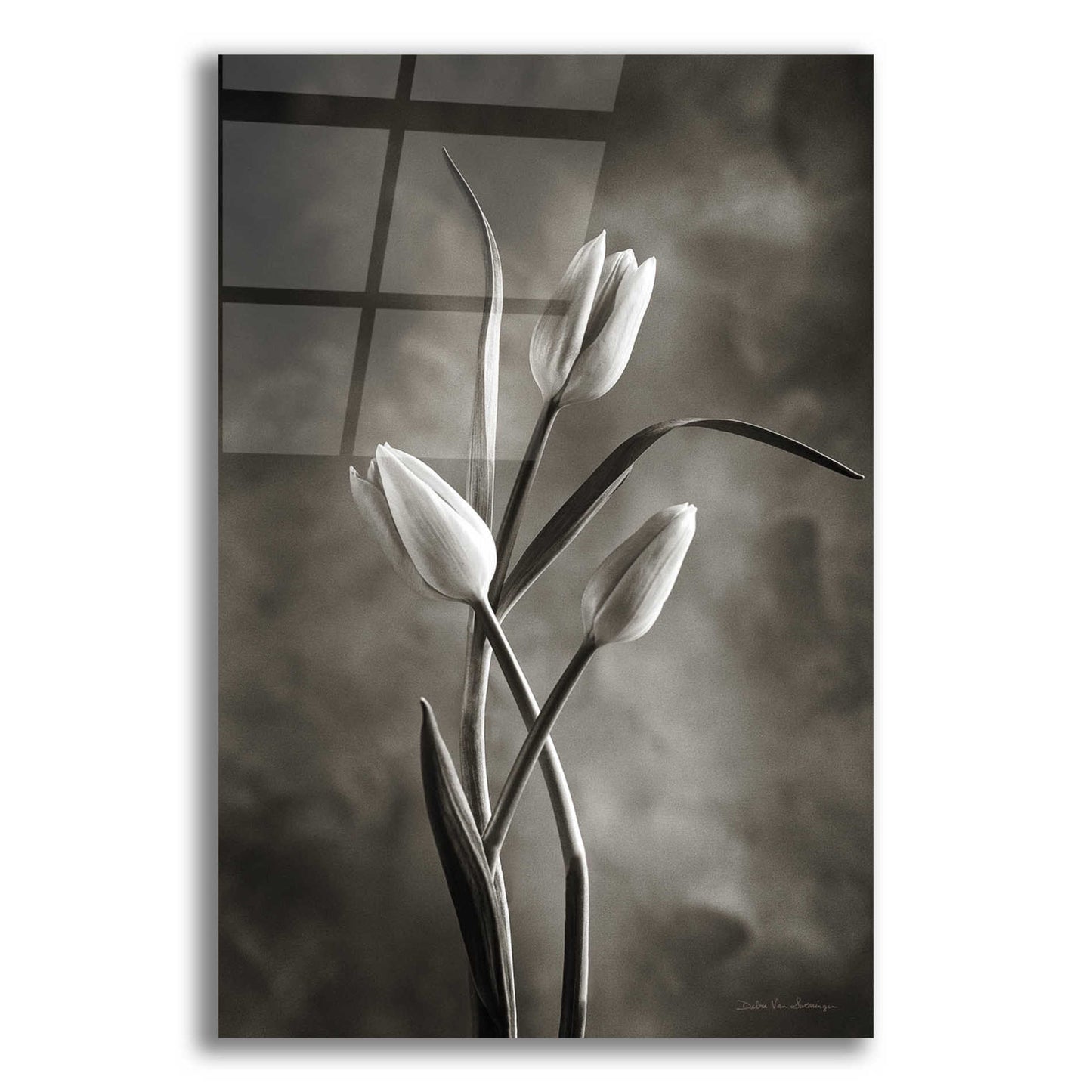 Epic Art 'Two Tone Tulips VII' by Debra Van Swearingen, Acrylic Glass Wall Art,16x24