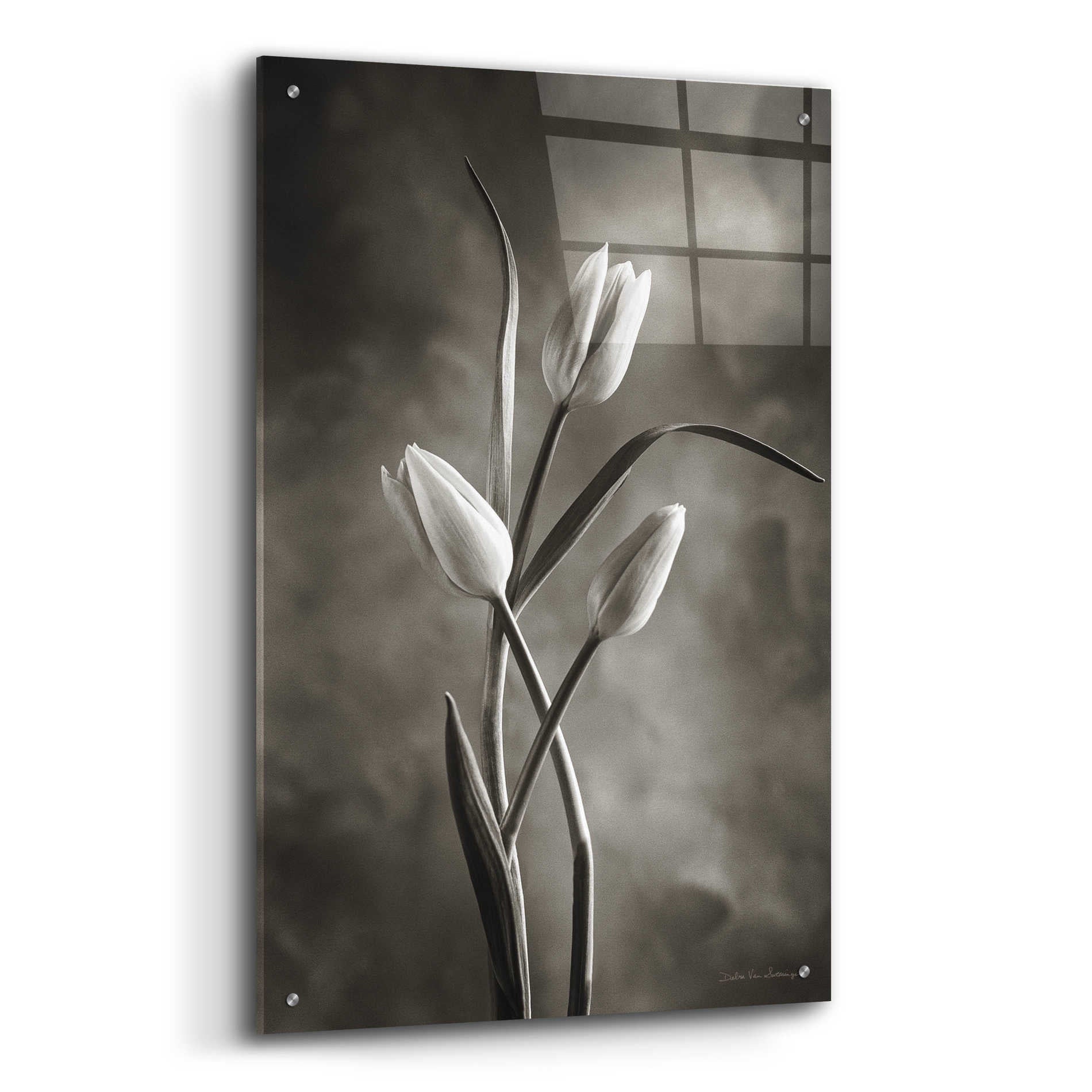 Epic Art 'Two Tone Tulips VII' by Debra Van Swearingen, Acrylic Glass Wall Art,24x36