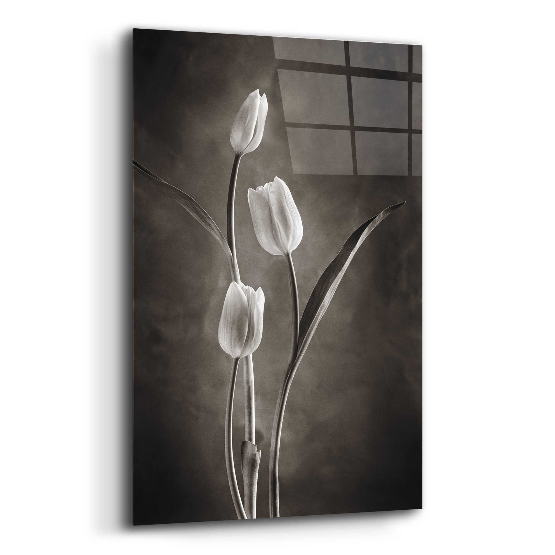 Epic Art 'Two Tone Tulips VIII' by Debra Van Swearingen, Acrylic Glass Wall Art,12x16