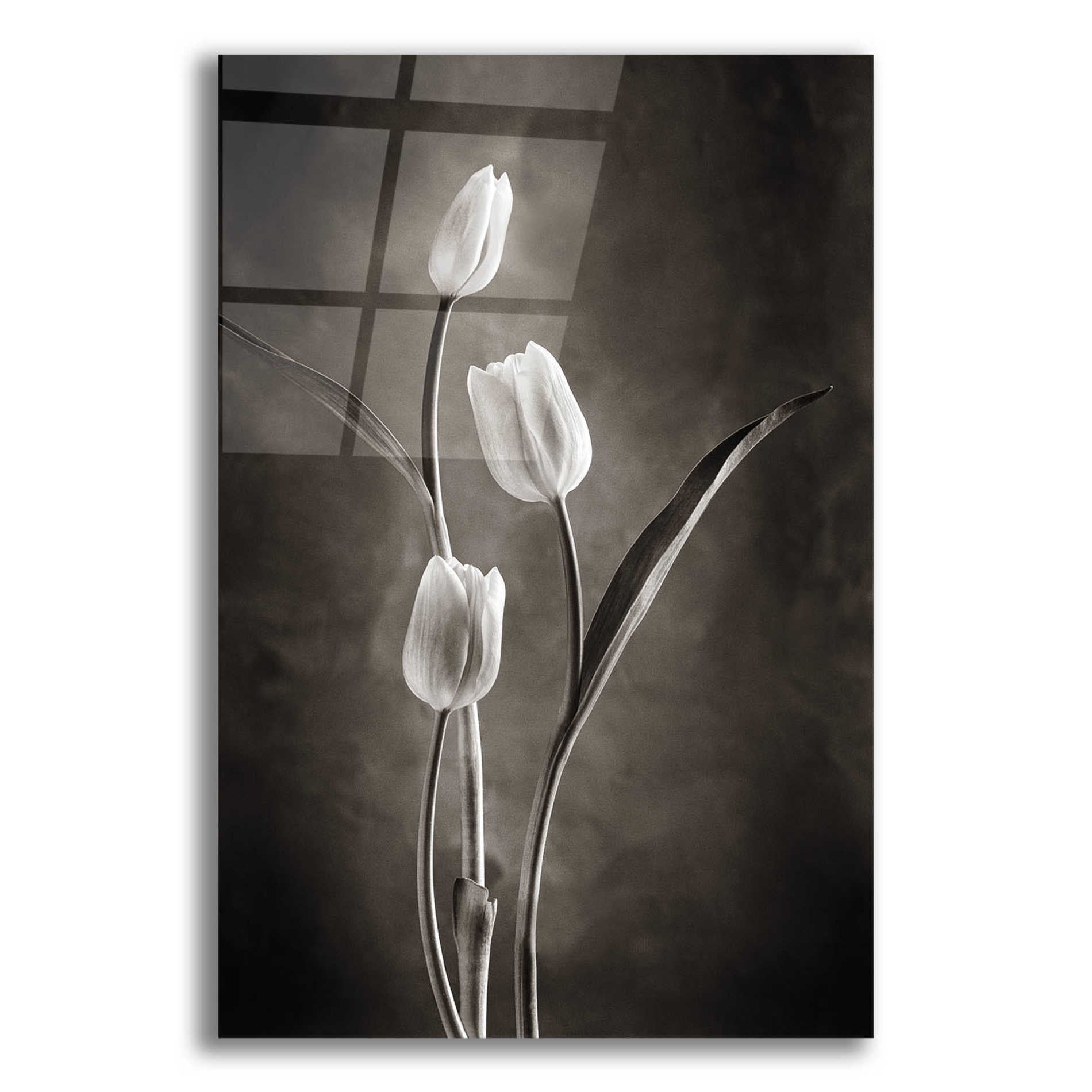 Epic Art 'Two Tone Tulips VIII' by Debra Van Swearingen, Acrylic Glass Wall Art,12x16