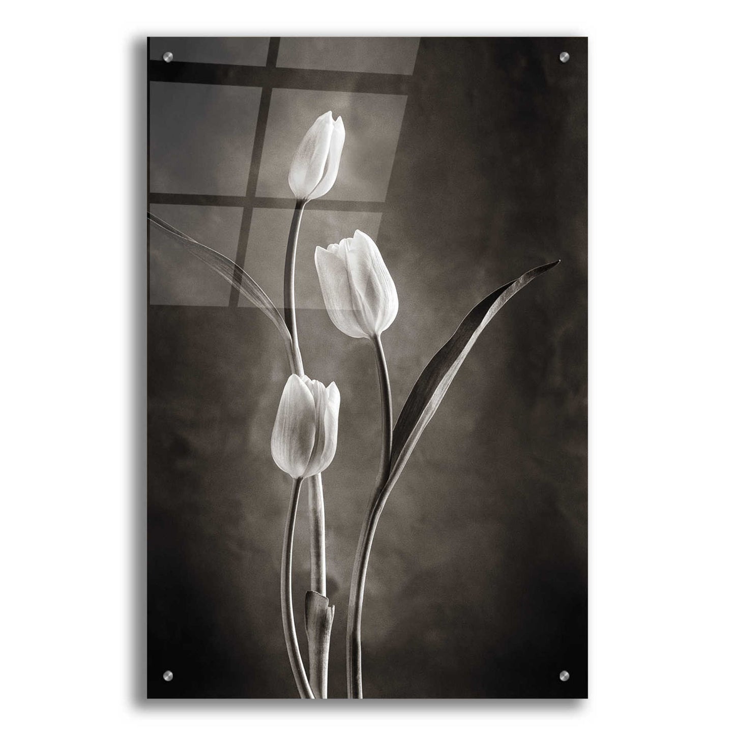 Epic Art 'Two Tone Tulips VIII' by Debra Van Swearingen, Acrylic Glass Wall Art,24x36