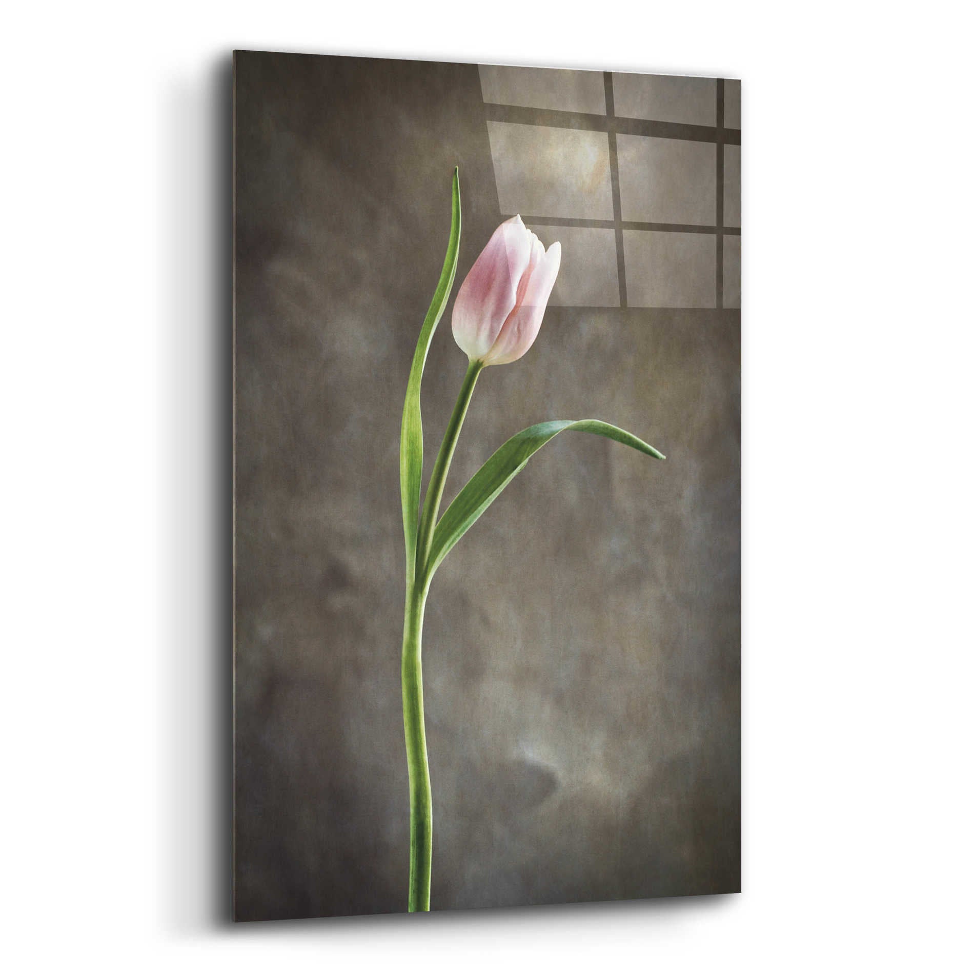 Epic Art 'Spring Tulips I' by Debra Van Swearingen, Acrylic Glass Wall Art,12x16