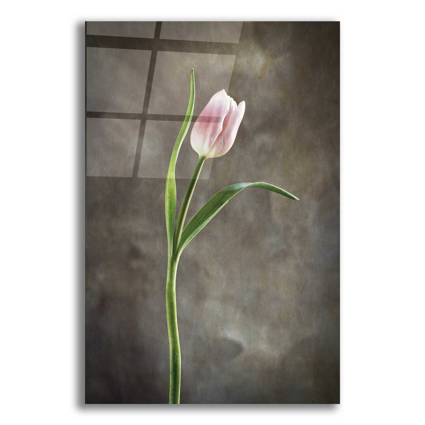 Epic Art 'Spring Tulips I' by Debra Van Swearingen, Acrylic Glass Wall Art,12x18x1.1x0,18x26x1.1x0,26x40x1.74x0,40x60x1.74x0