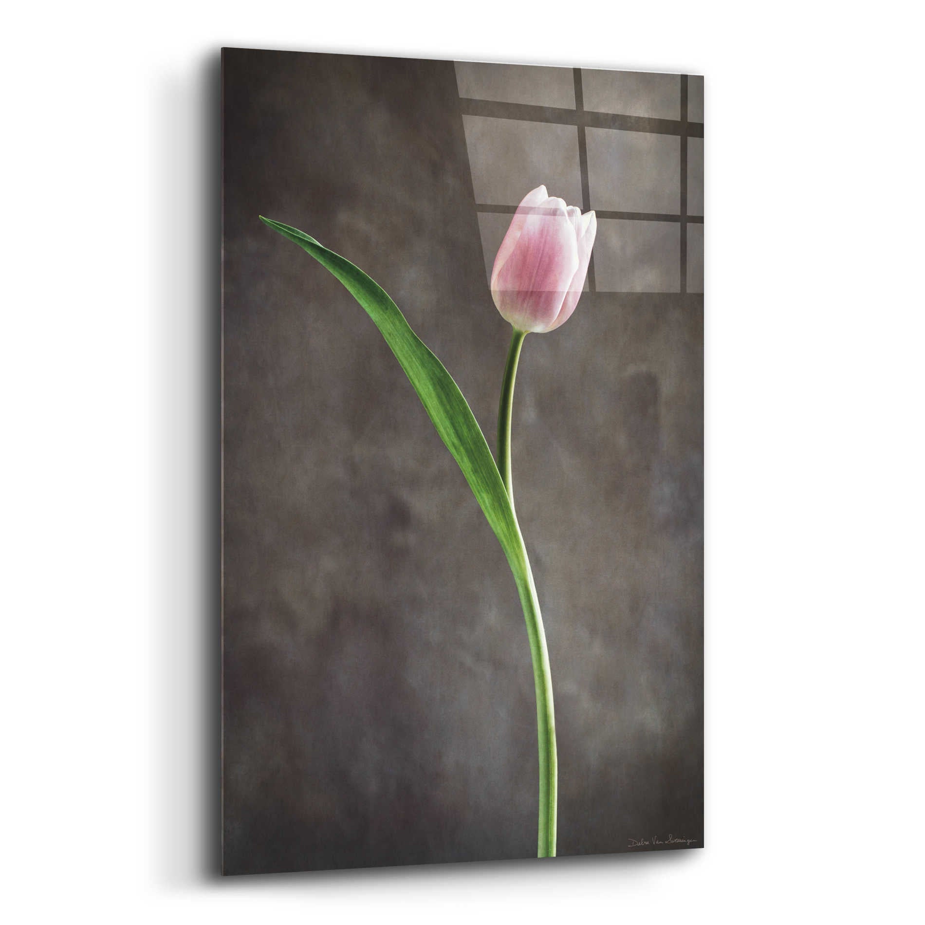 Epic Art 'Spring Tulips II' by Debra Van Swearingen, Acrylic Glass Wall Art,12x16