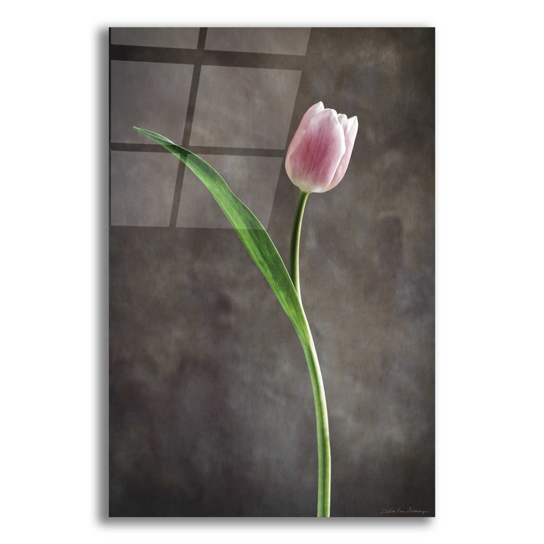 Epic Art 'Spring Tulips II' by Debra Van Swearingen, Acrylic Glass Wall Art,12x18x1.1x0,18x26x1.1x0,26x40x1.74x0,40x60x1.74x0