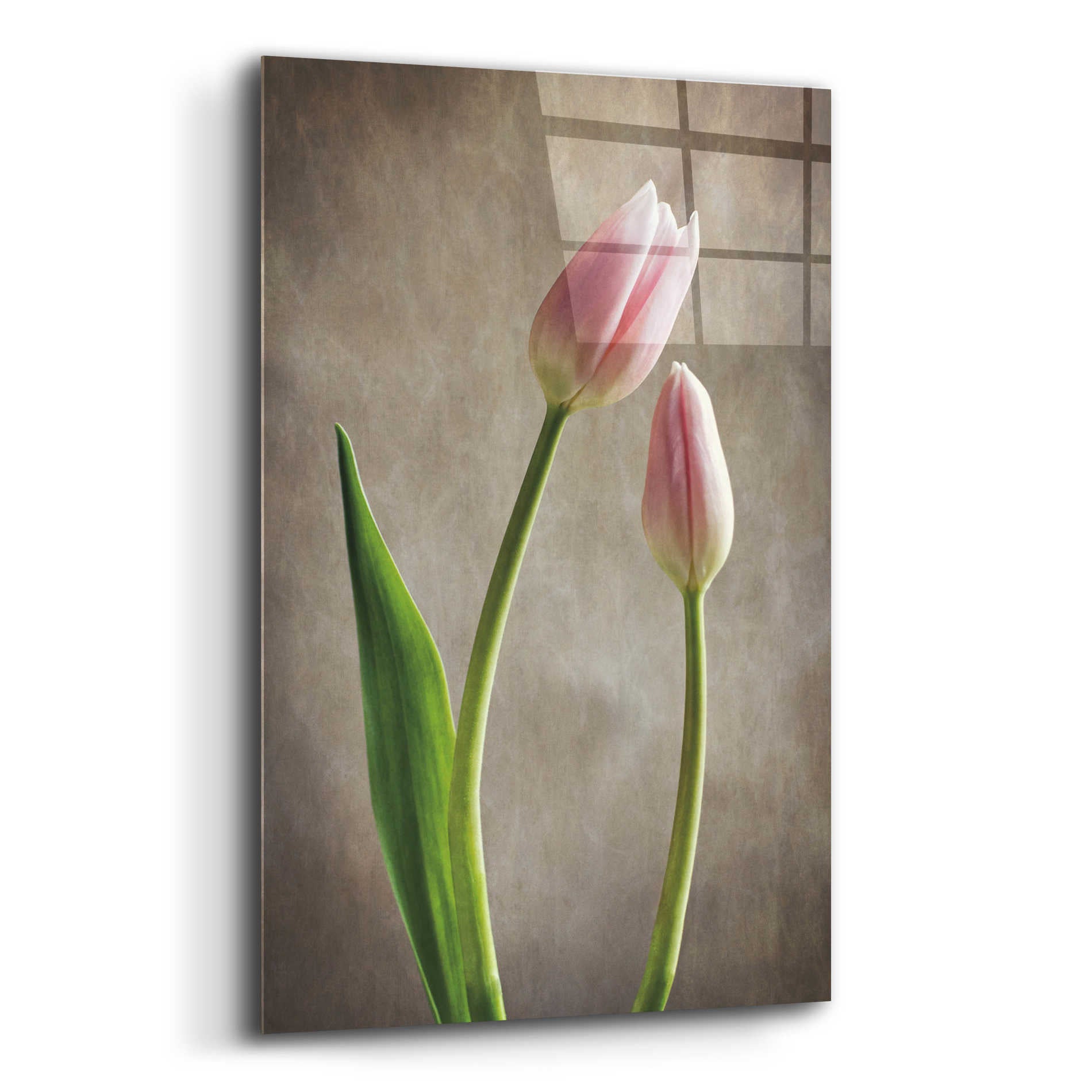 Epic Art 'Spring Tulips III' by Debra Van Swearingen, Acrylic Glass Wall Art,12x16