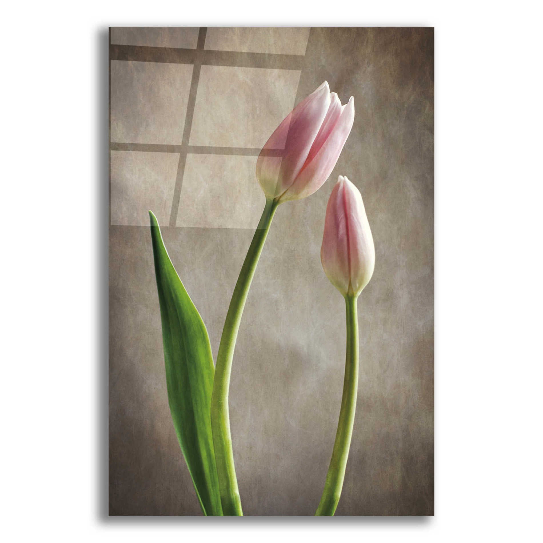 Epic Art 'Spring Tulips III' by Debra Van Swearingen, Acrylic Glass Wall Art,12x18x1.1x0,18x26x1.1x0,26x40x1.74x0,40x60x1.74x0