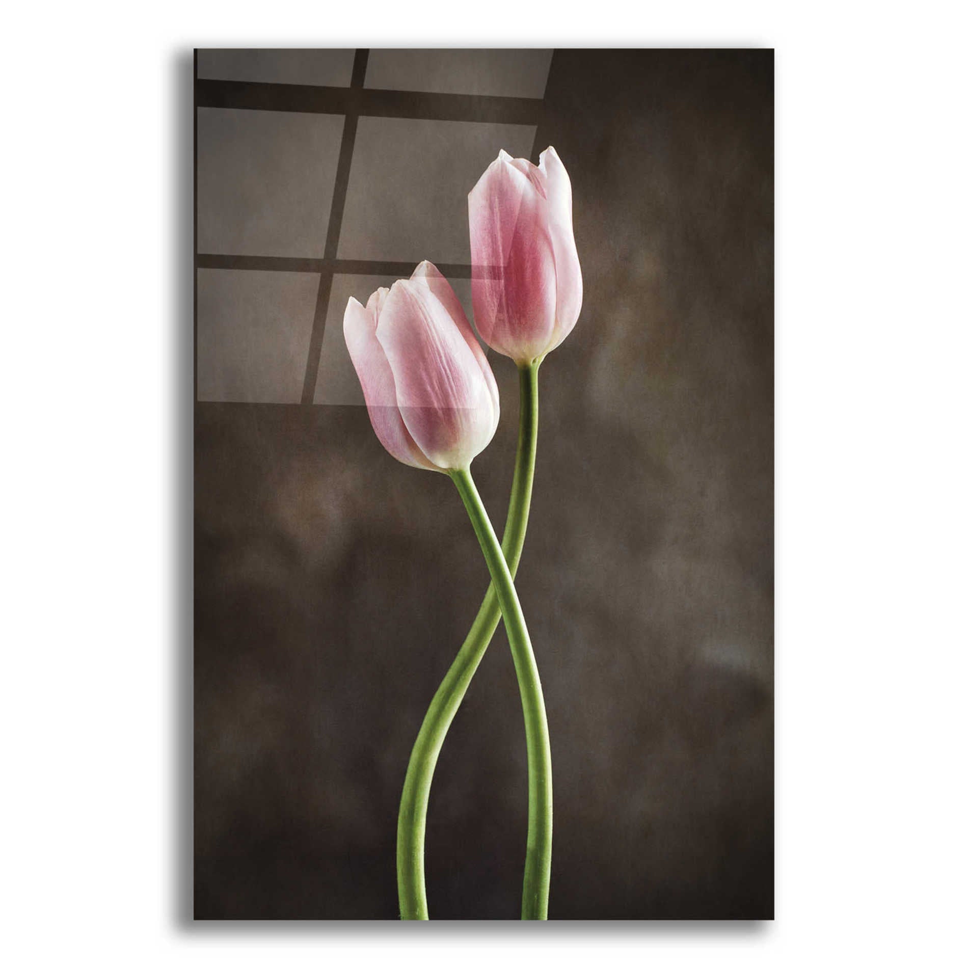 Epic Art 'Spring Tulips V' by Debra Van Swearingen, Acrylic Glass Wall Art,12x16