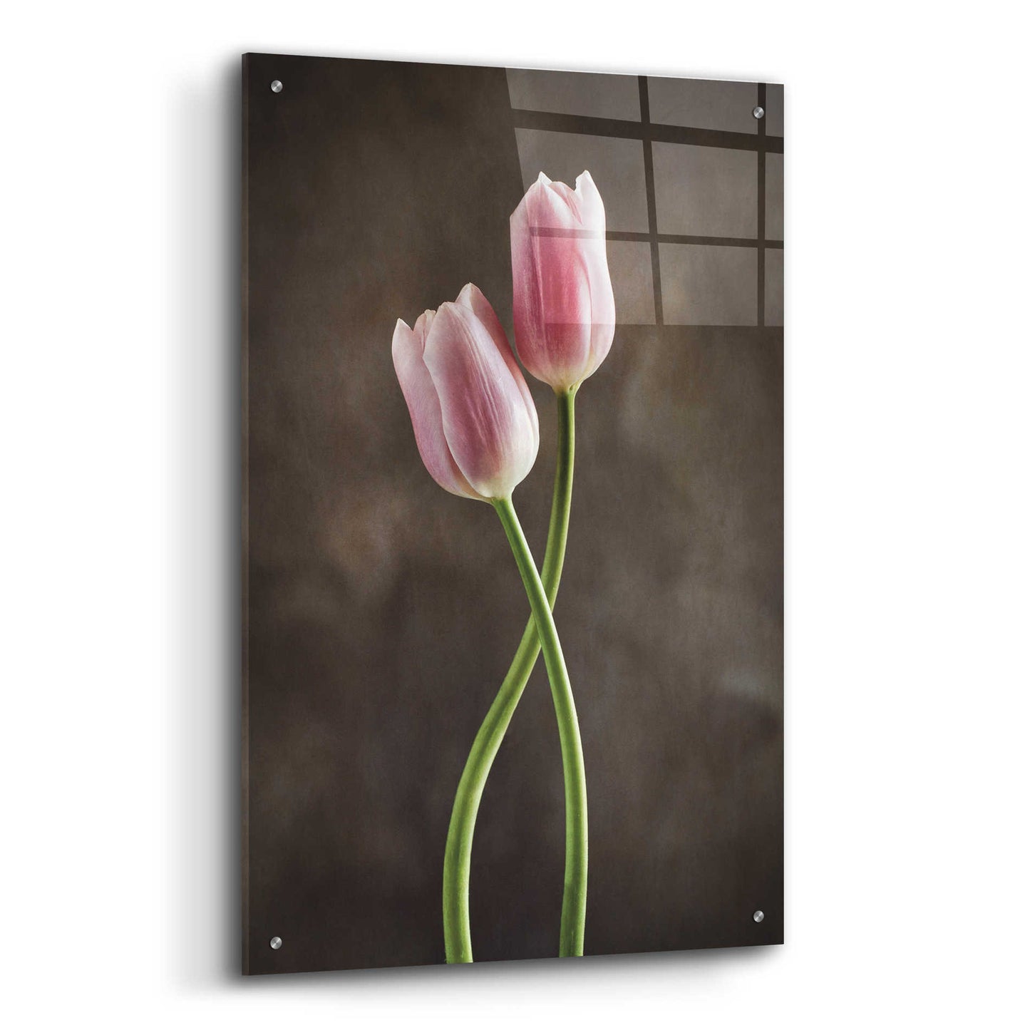 Epic Art 'Spring Tulips V' by Debra Van Swearingen, Acrylic Glass Wall Art,24x36
