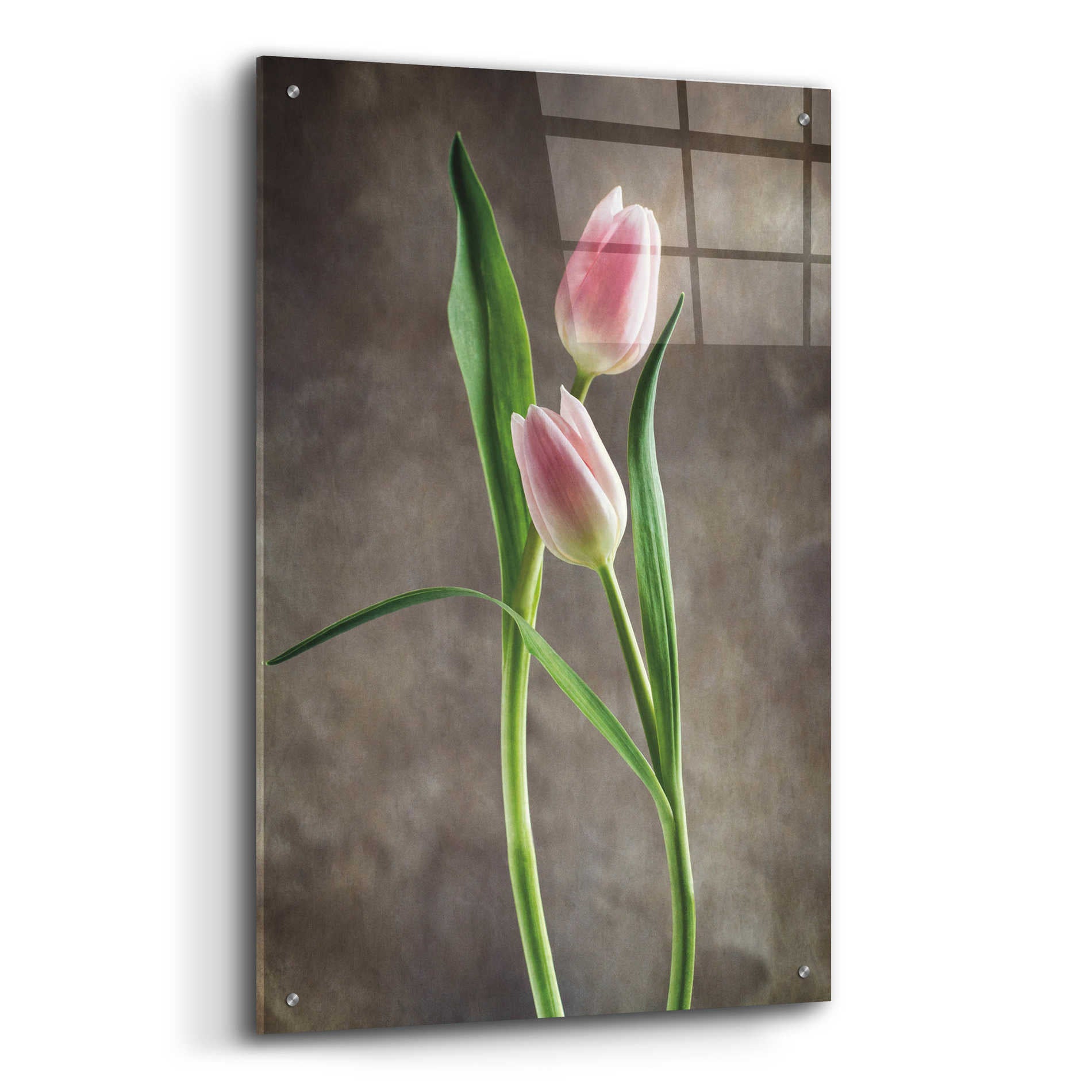 Epic Art 'Spring Tulips VI' by Debra Van Swearingen, Acrylic Glass Wall Art,24x36