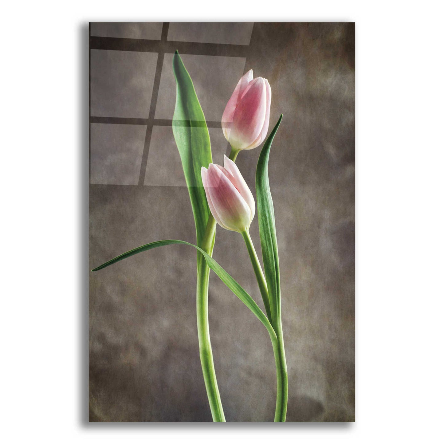 Epic Art 'Spring Tulips VI' by Debra Van Swearingen, Acrylic Glass Wall Art,12x18x1.1x0,18x26x1.1x0,26x40x1.74x0,40x60x1.74x0