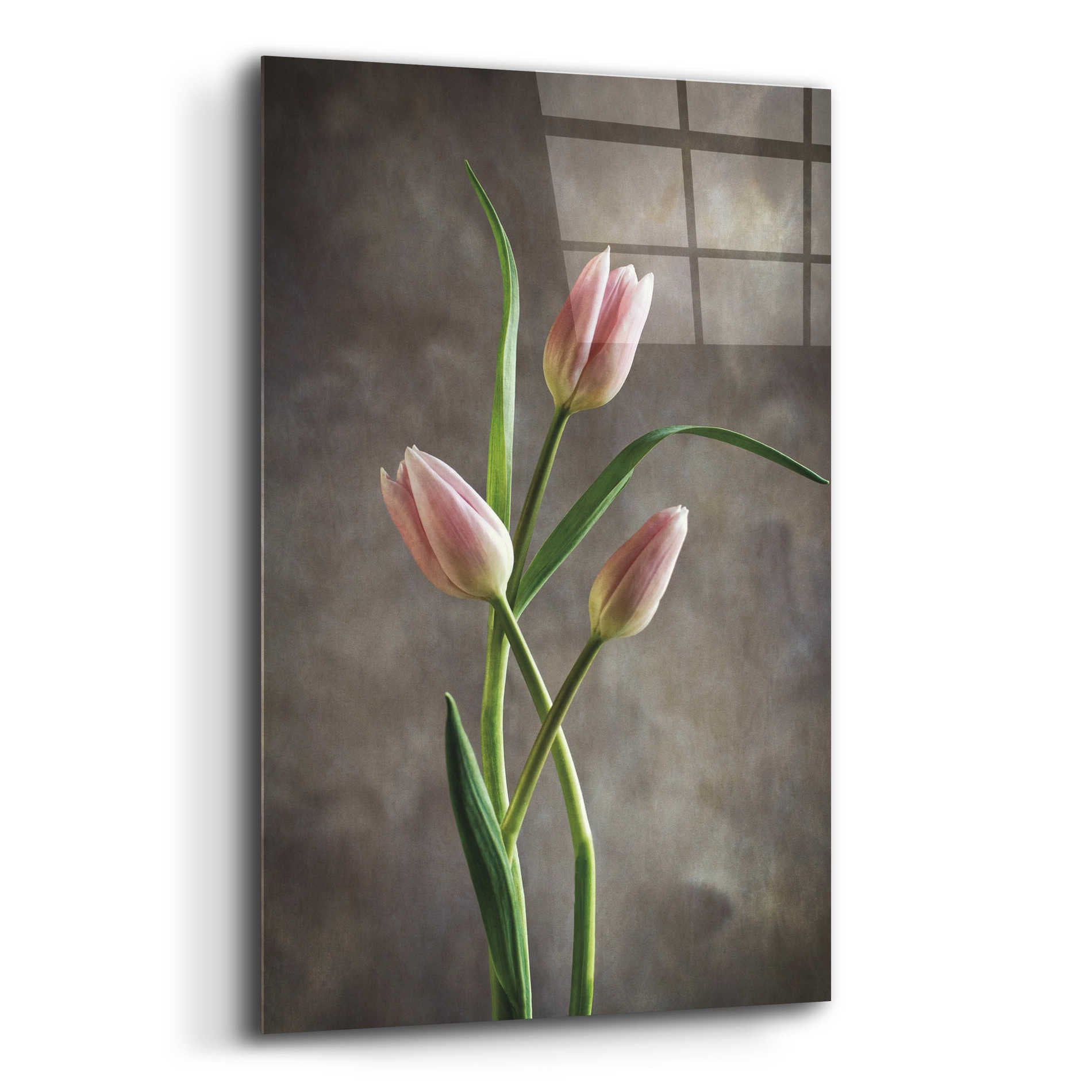 Epic Art 'Spring Tulips VII' by Debra Van Swearingen, Acrylic Glass Wall Art,16x24