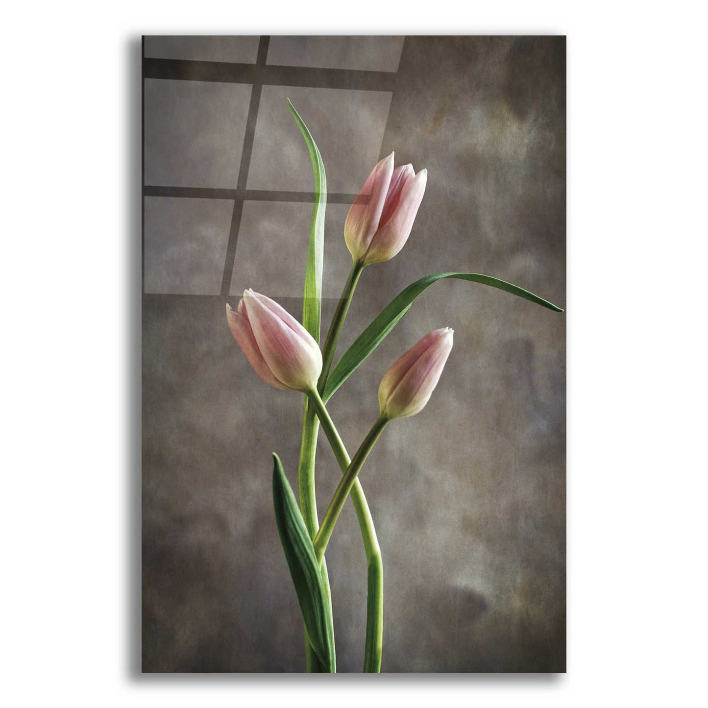 Epic Art 'Spring Tulips VII' by Debra Van Swearingen, Acrylic Glass Wall Art,12x18x1.1x0,18x26x1.1x0,26x40x1.74x0,40x60x1.74x0