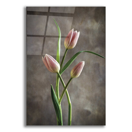 Epic Art 'Spring Tulips VII' by Debra Van Swearingen, Acrylic Glass Wall Art,12x18x1.1x0,18x26x1.1x0,26x40x1.74x0,40x60x1.74x0