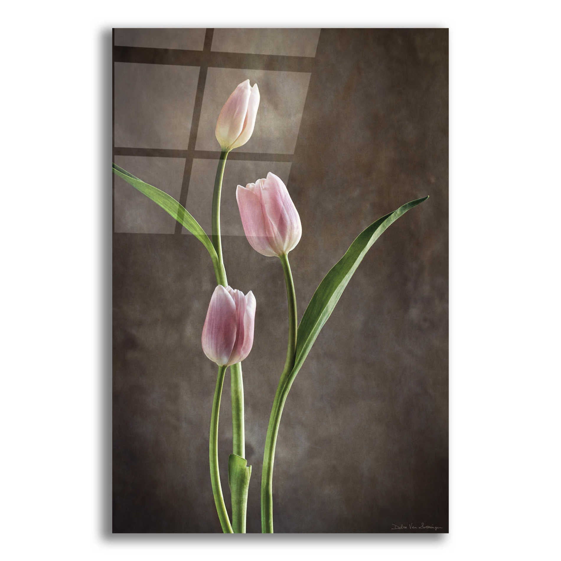 Epic Art 'Spring Tulips VIII' by Debra Van Swearingen, Acrylic Glass Wall Art,12x16
