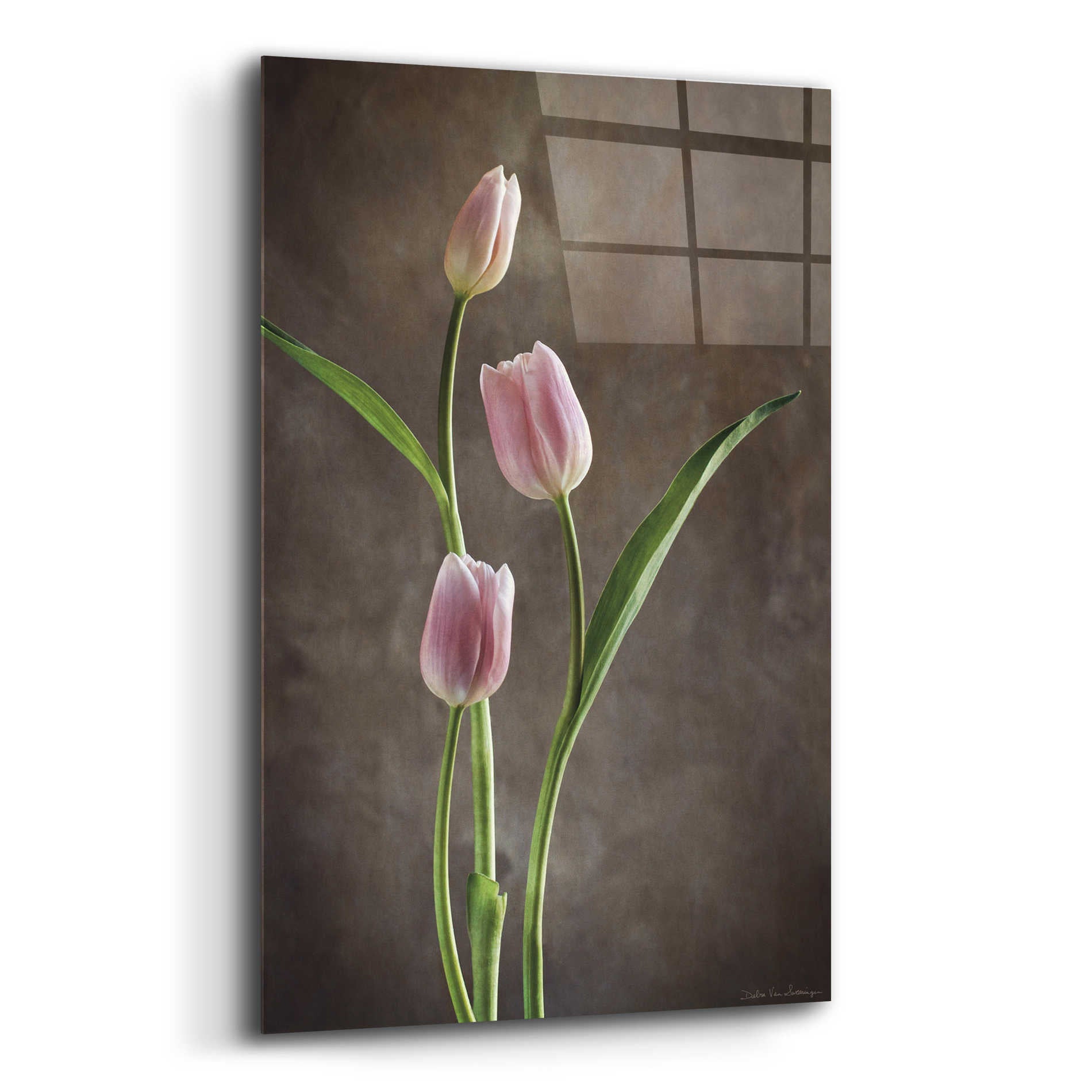 Epic Art 'Spring Tulips VIII' by Debra Van Swearingen, Acrylic Glass Wall Art,16x24
