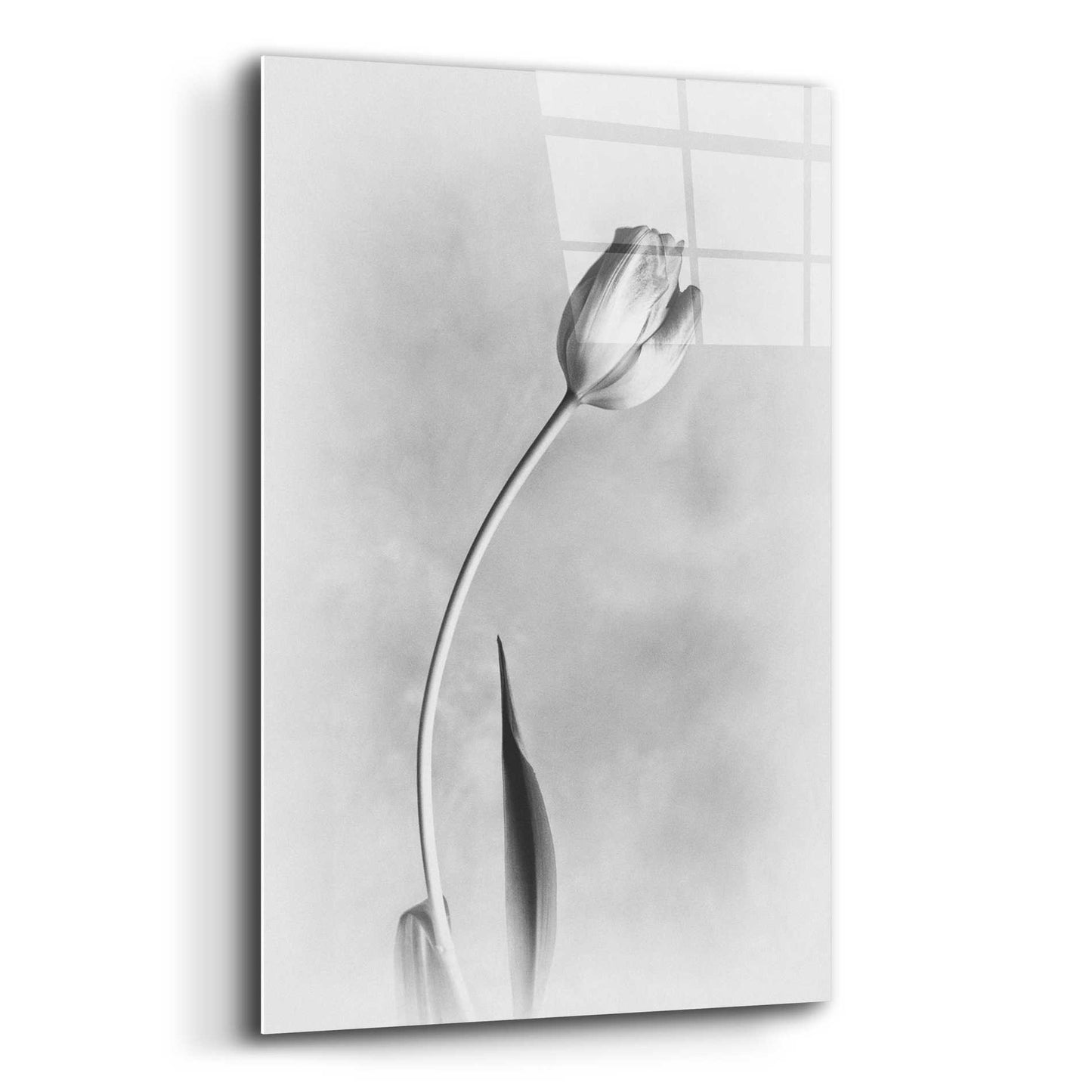 Epic Art 'Soft Tulips I' by Debra Van Swearingen, Acrylic Glass Wall Art,16x24