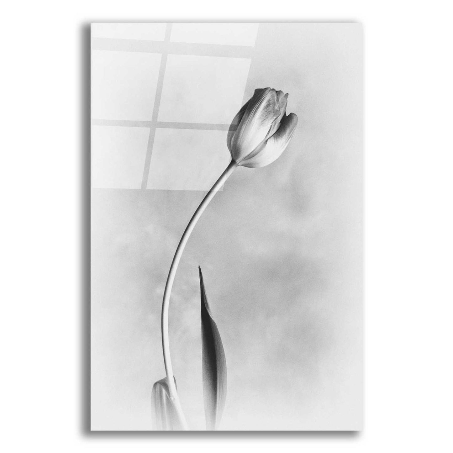 Epic Art 'Soft Tulips I' by Debra Van Swearingen, Acrylic Glass Wall Art,12x18x1.1x0,18x26x1.1x0,26x40x1.74x0,40x60x1.74x0