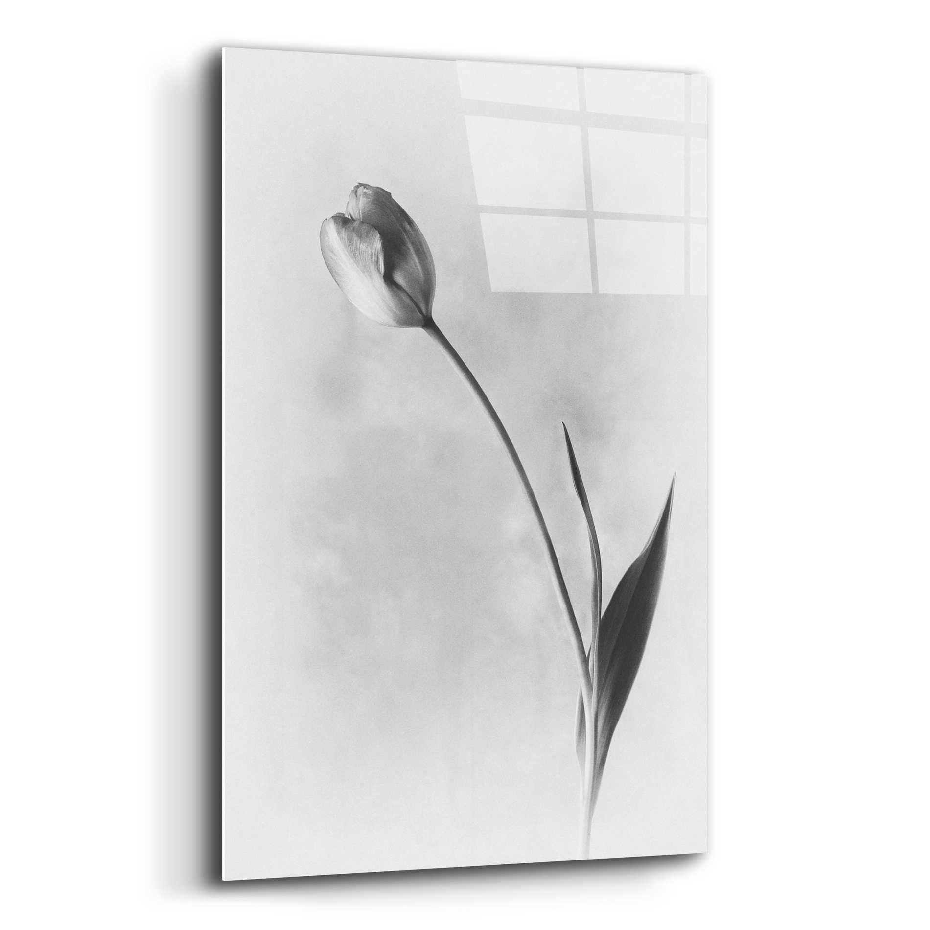 Epic Art 'Soft Tulips II' by Debra Van Swearingen, Acrylic Glass Wall Art,12x16