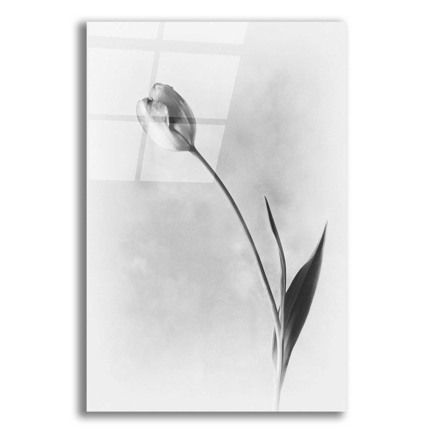 Epic Art 'Soft Tulips II' by Debra Van Swearingen, Acrylic Glass Wall Art,12x16x1.1x0,18x26x1.1x0,26x34x1.74x0,40x54x1.74x0