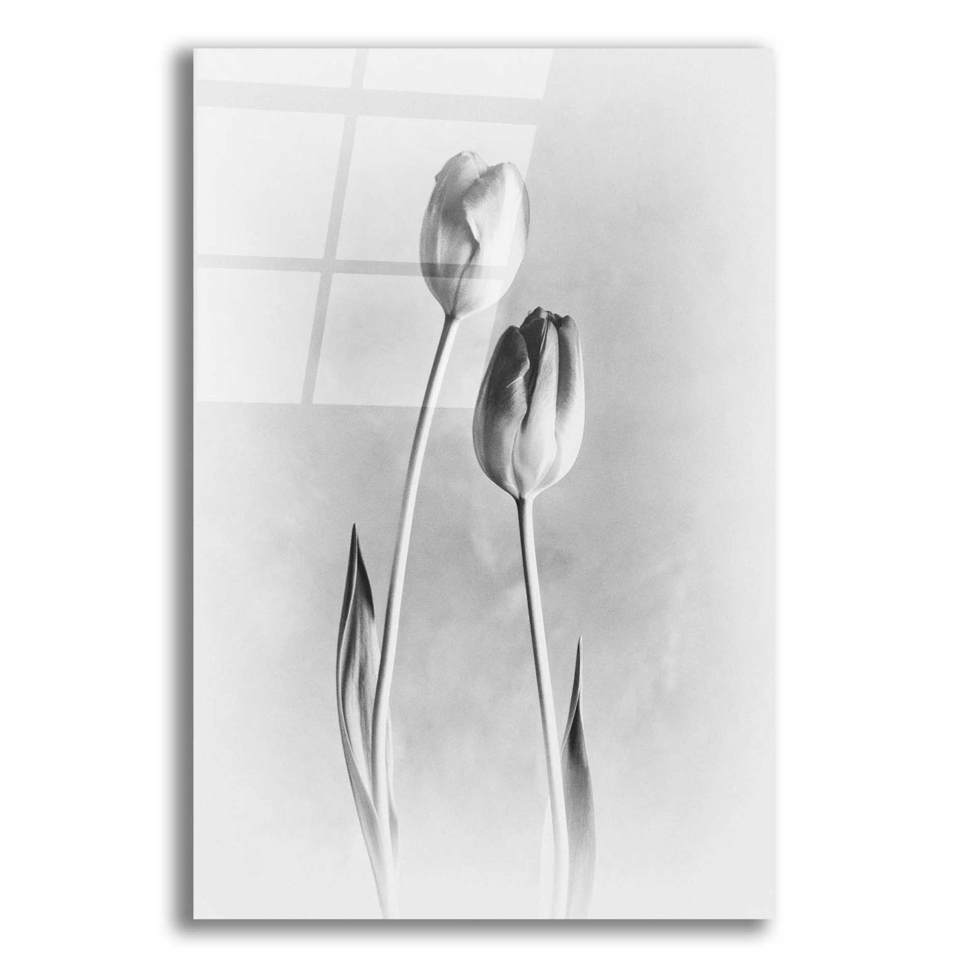 Epic Art 'Soft Tulips III' by Debra Van Swearingen, Acrylic Glass Wall Art,12x16
