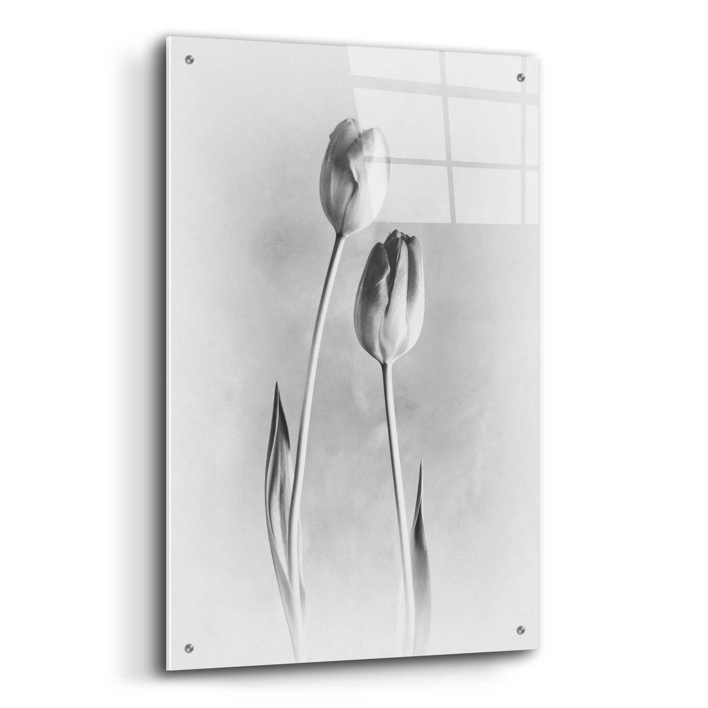 Epic Art 'Soft Tulips III' by Debra Van Swearingen, Acrylic Glass Wall Art,24x36