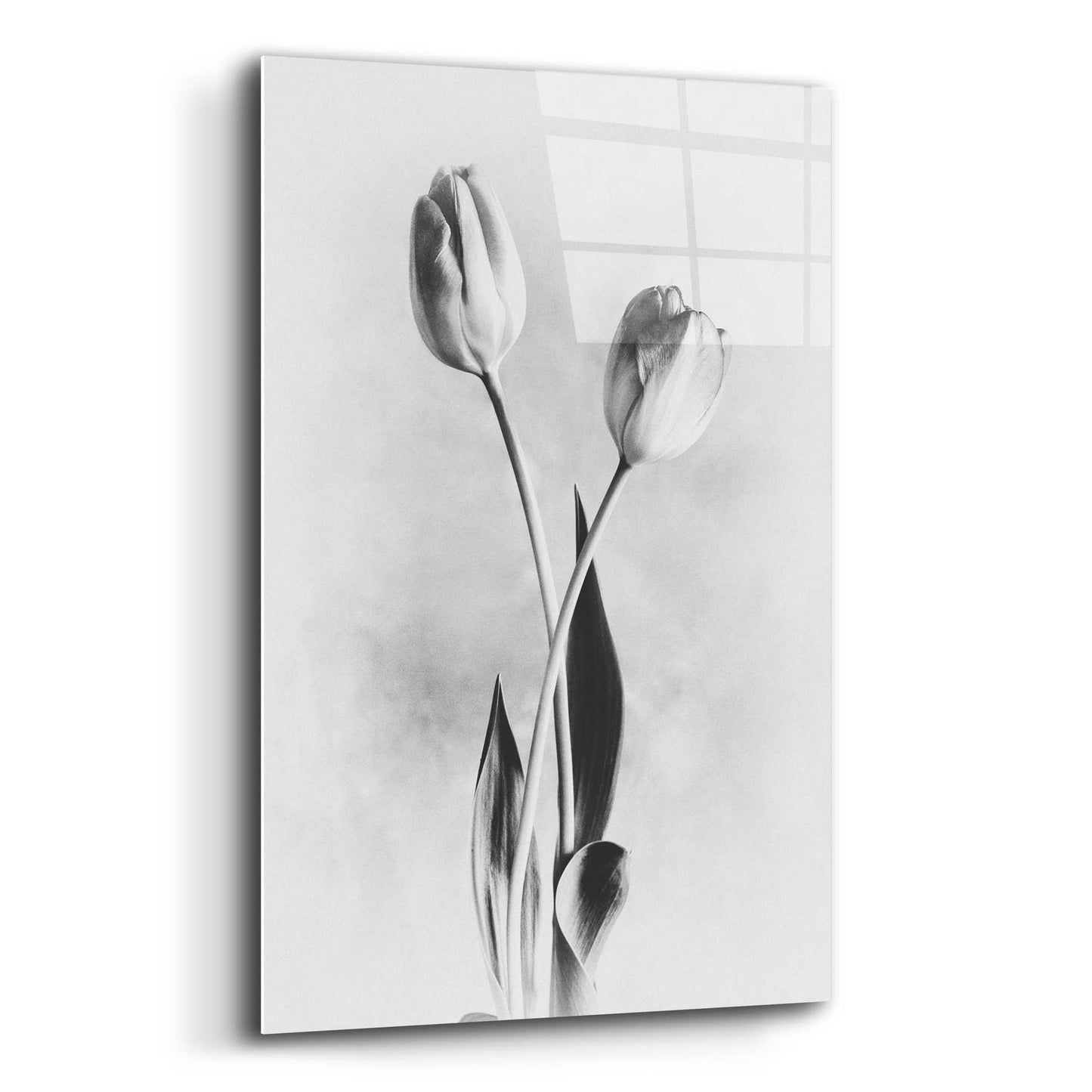 Epic Art 'Soft Tulips IV' by Debra Van Swearingen, Acrylic Glass Wall Art,12x16