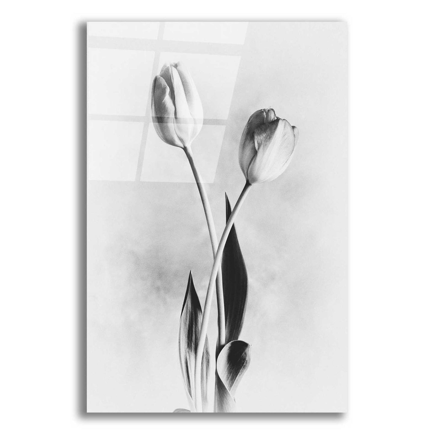 Epic Art 'Soft Tulips IV' by Debra Van Swearingen, Acrylic Glass Wall Art,12x16