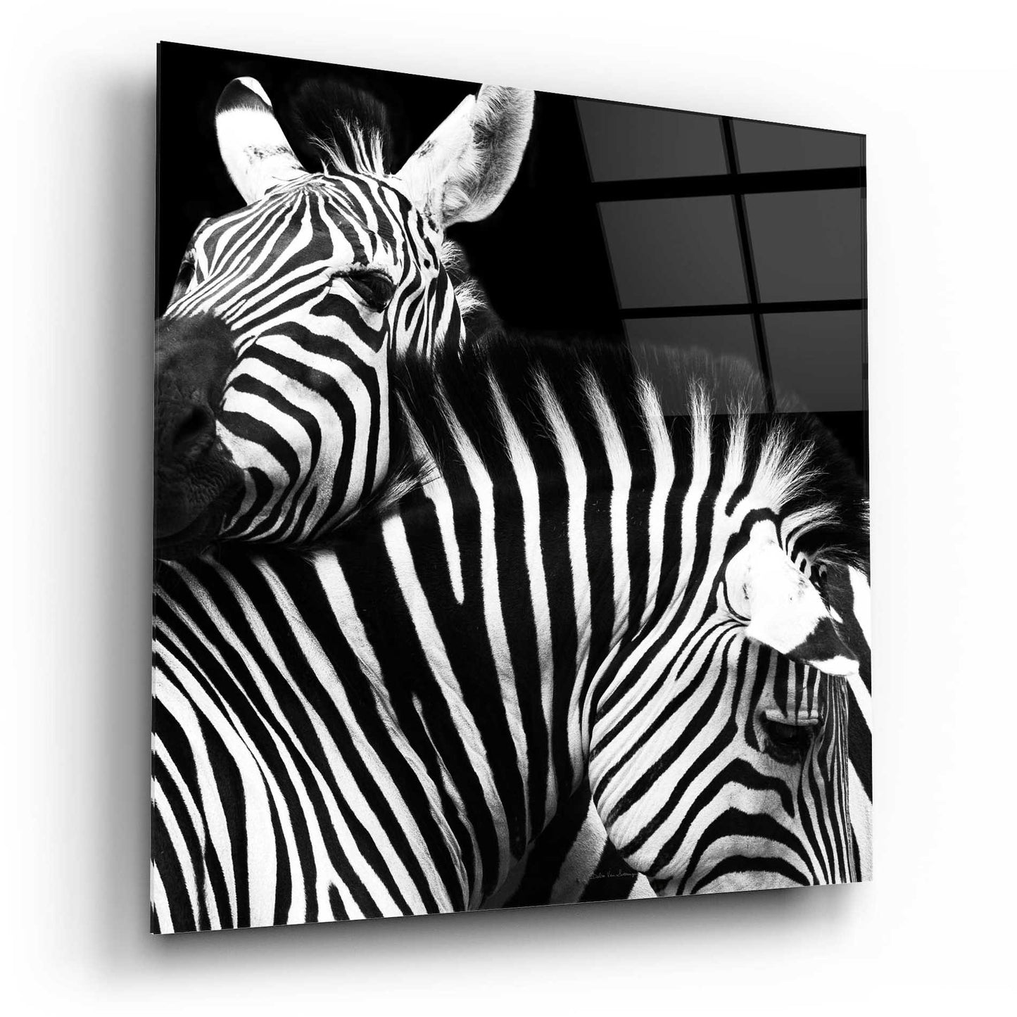 Epic Art 'Zebra VI' by Debra Van Swearingen, Acrylic Glass Wall Art,12x12