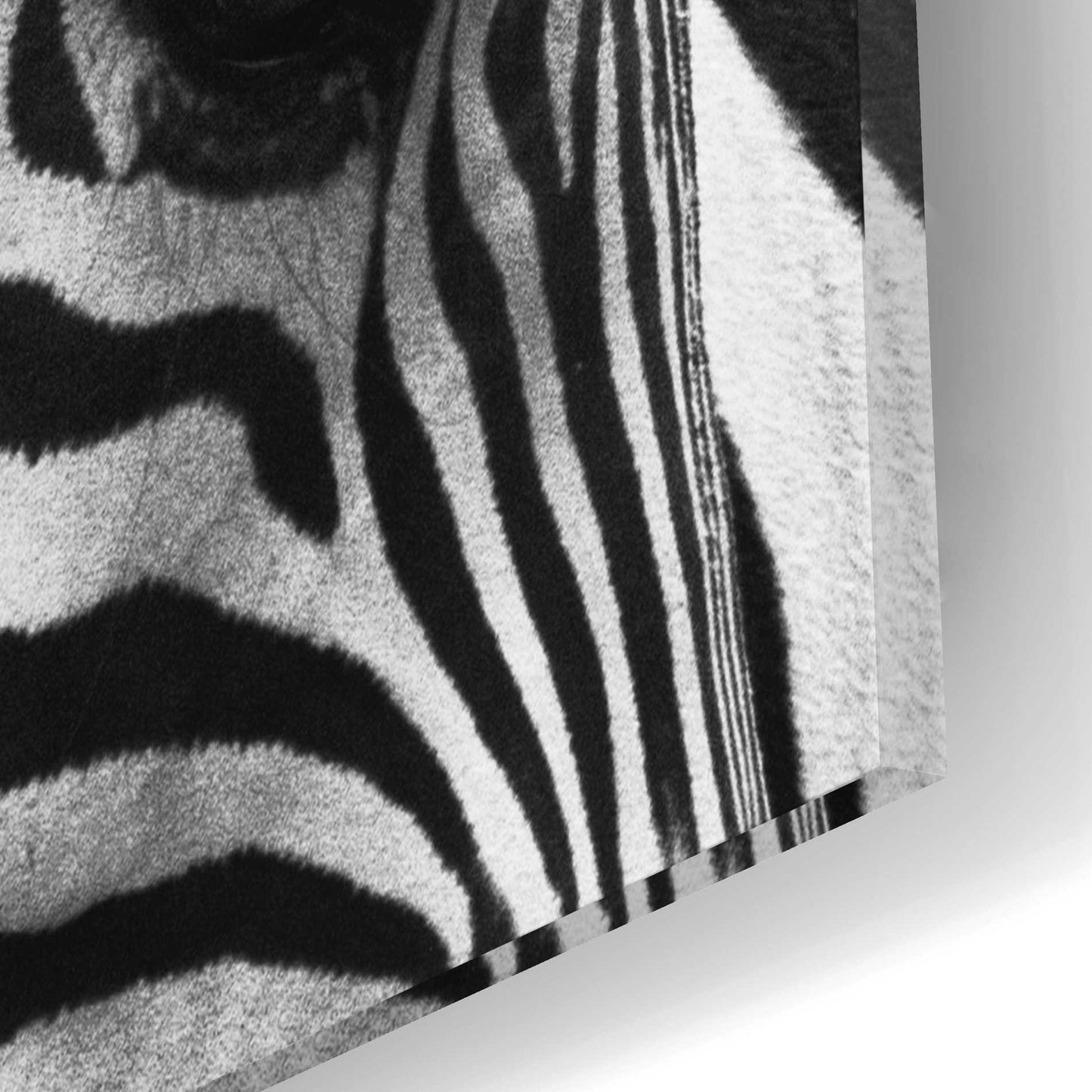 Epic Art 'Zebra VI' by Debra Van Swearingen, Acrylic Glass Wall Art,12x12