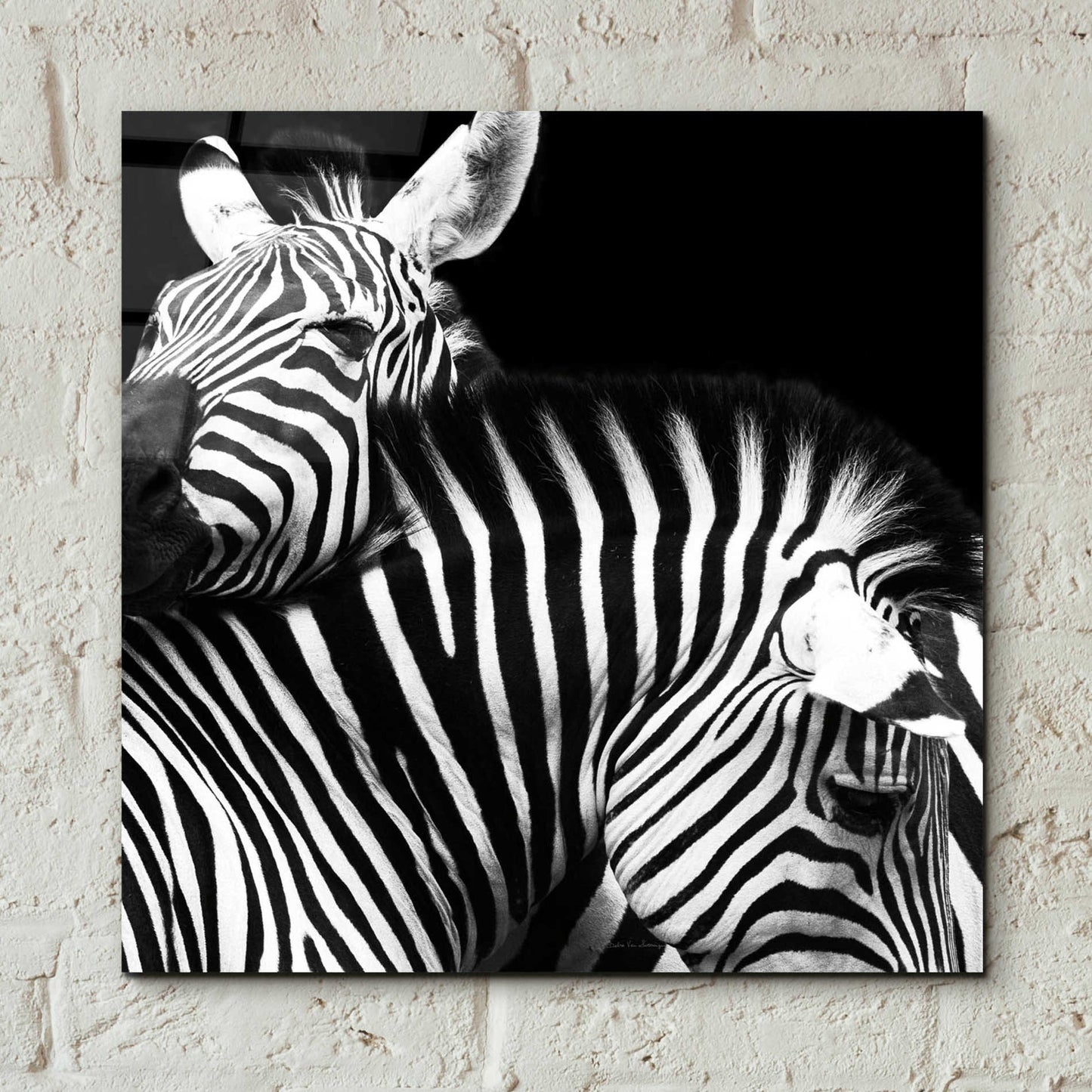 Epic Art 'Zebra VI' by Debra Van Swearingen, Acrylic Glass Wall Art,12x12