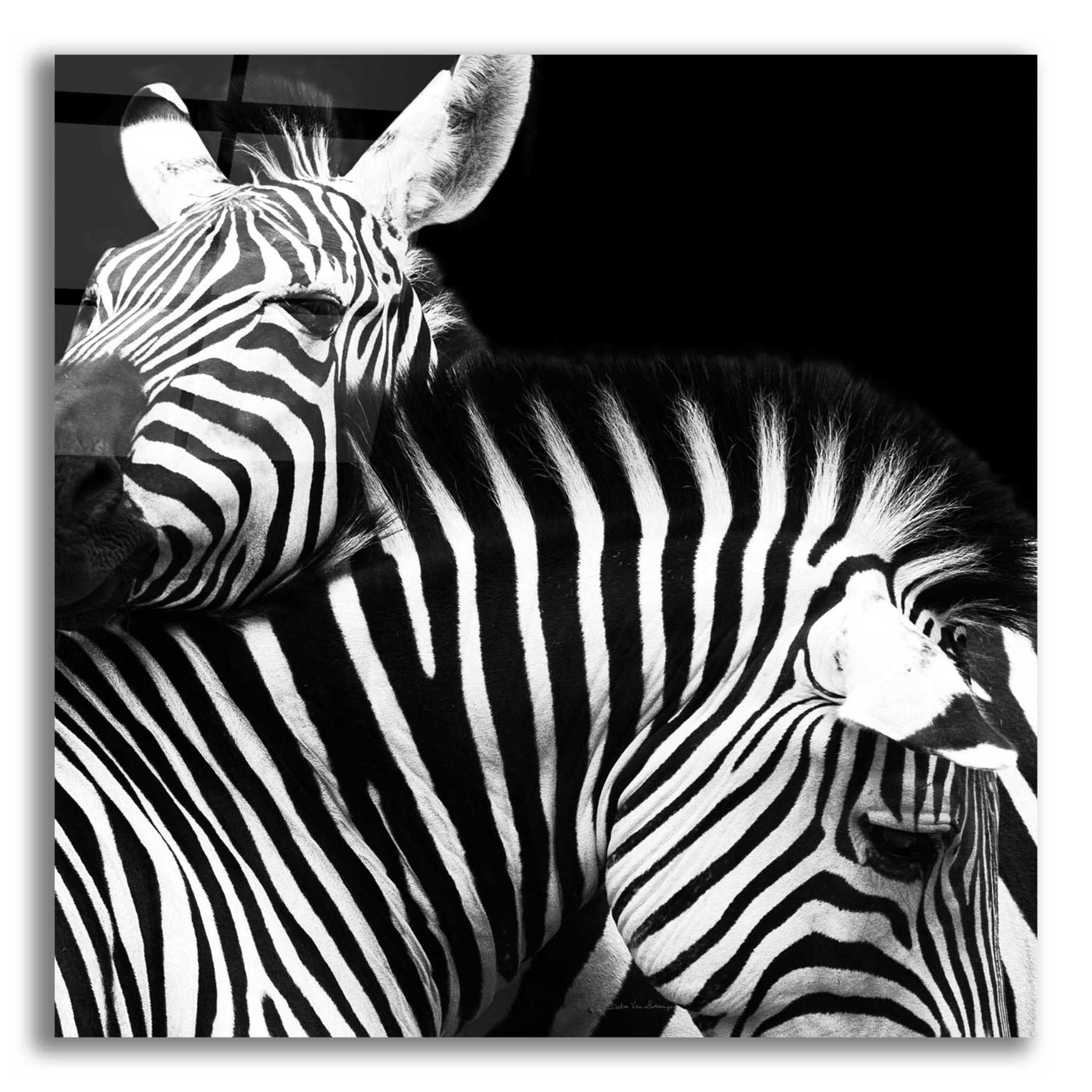 Epic Art 'Zebra VI' by Debra Van Swearingen, Acrylic Glass Wall Art,12x12x1.1x0,18x18x1.1x0,26x26x1.74x0,37x37x1.74x0