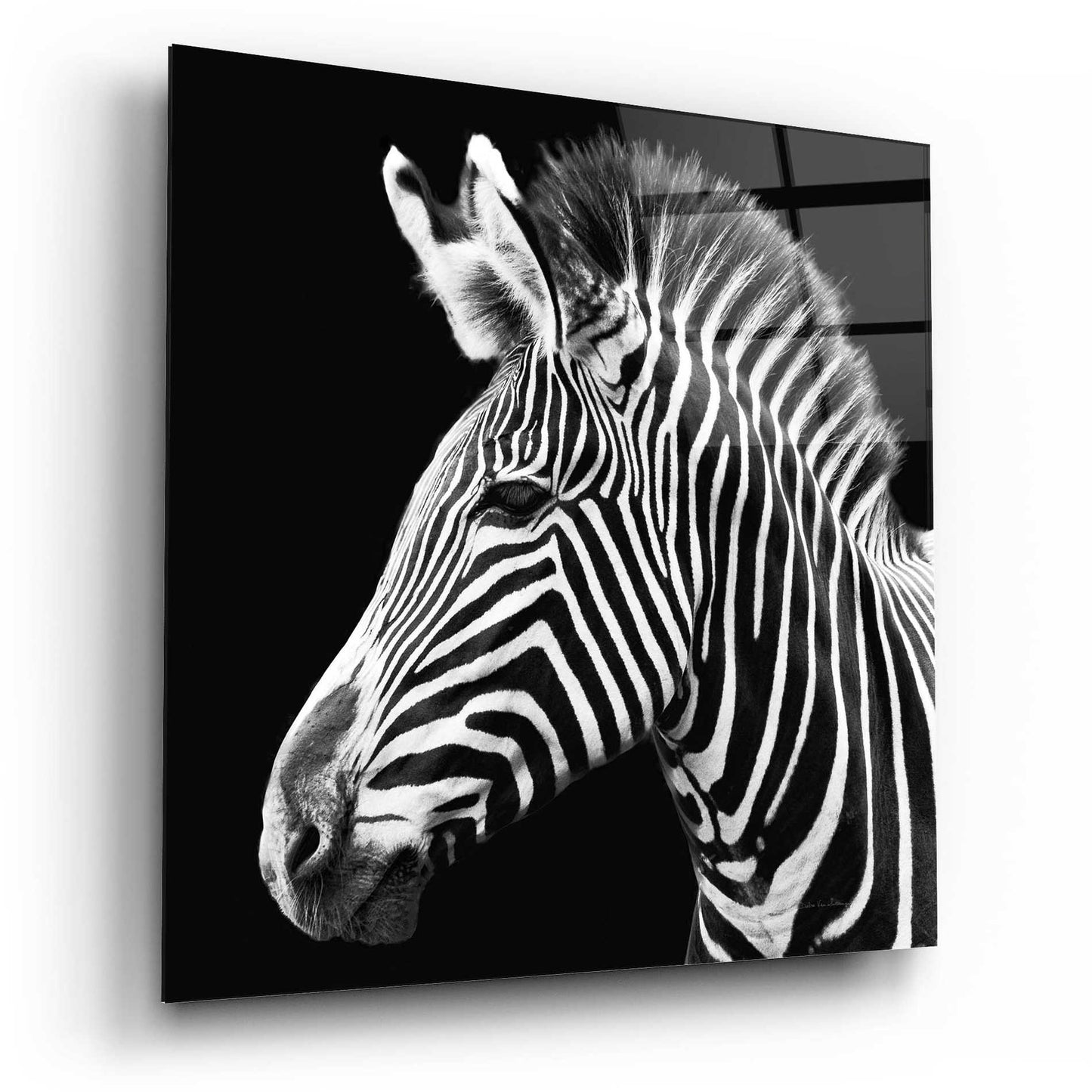 Epic Art 'Zebra VII' by Debra Van Swearingen, Acrylic Glass Wall Art,12x12