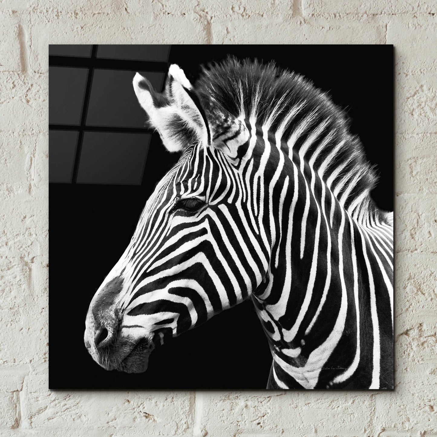 Epic Art 'Zebra VII' by Debra Van Swearingen, Acrylic Glass Wall Art,12x12