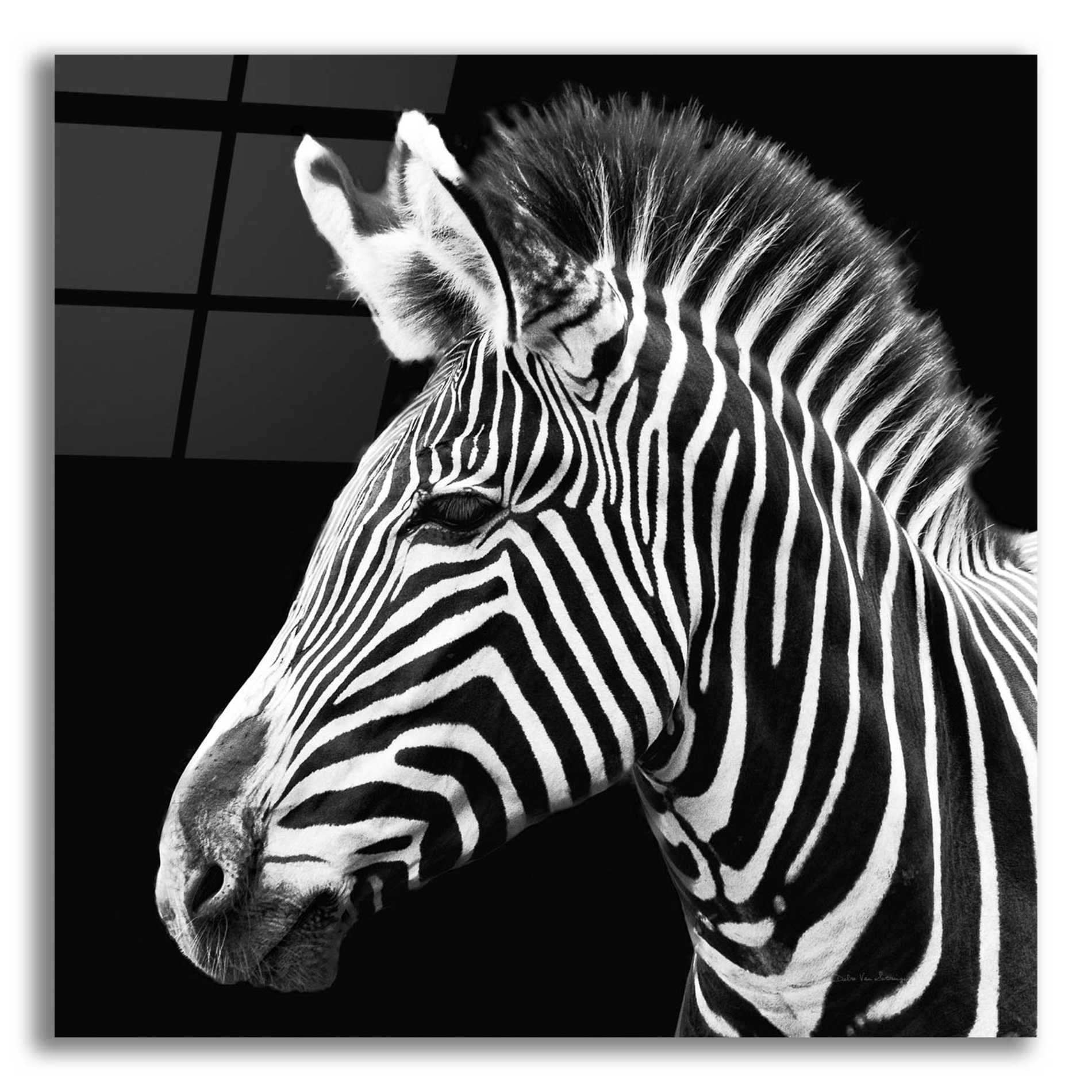 Epic Art 'Zebra VII' by Debra Van Swearingen, Acrylic Glass Wall Art,12x12