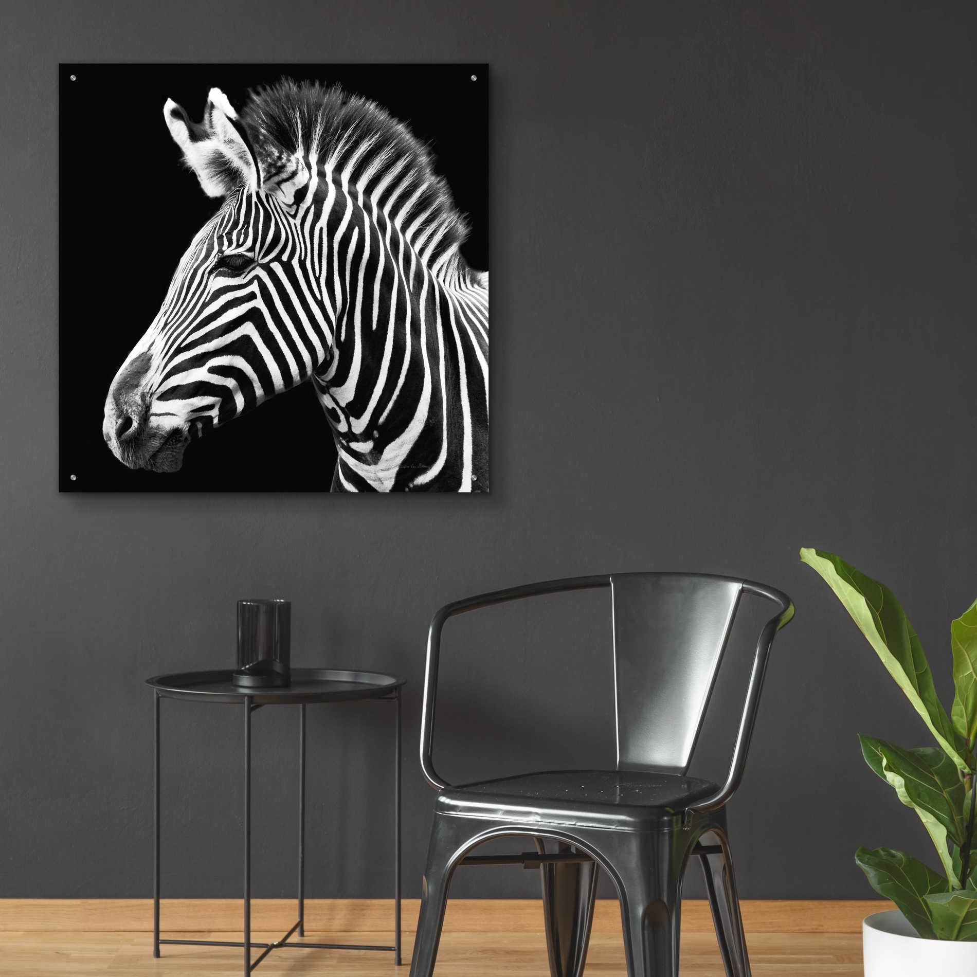 Epic Art 'Zebra VII' by Debra Van Swearingen, Acrylic Glass Wall Art,36x36