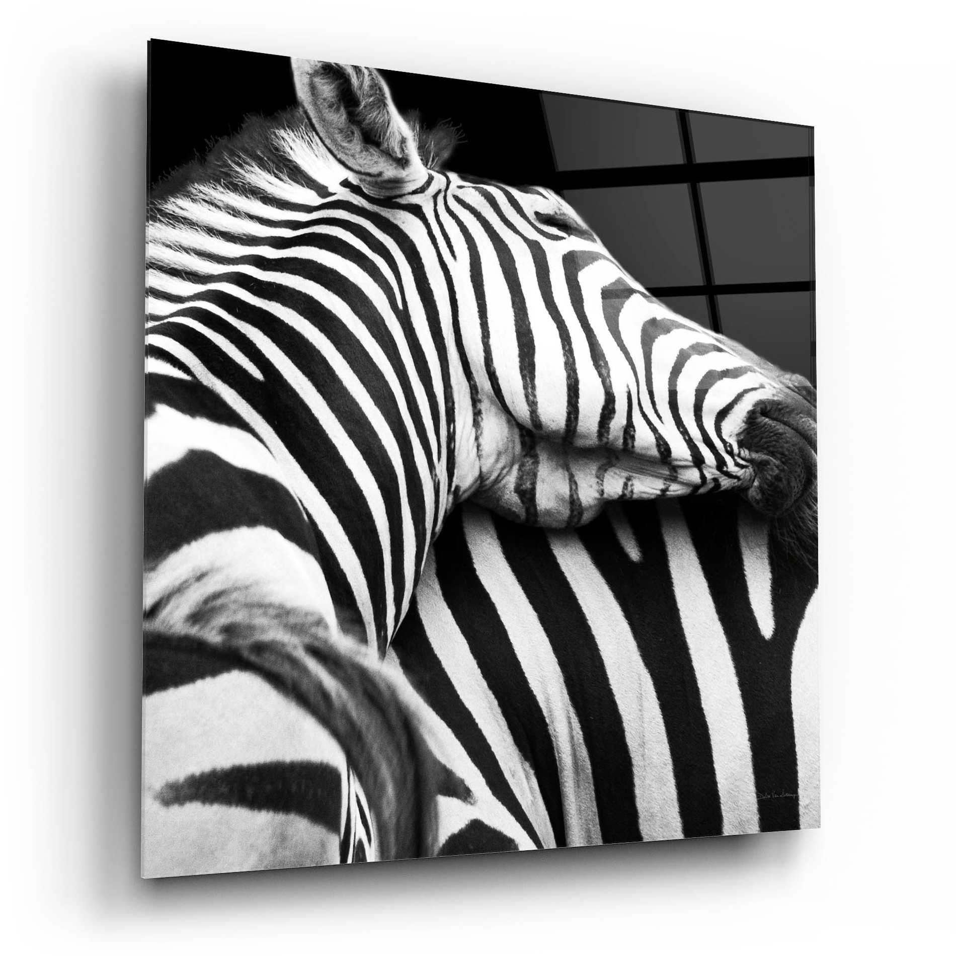 Epic Art 'Zebra VIII' by Debra Van Swearingen, Acrylic Glass Wall Art,12x12