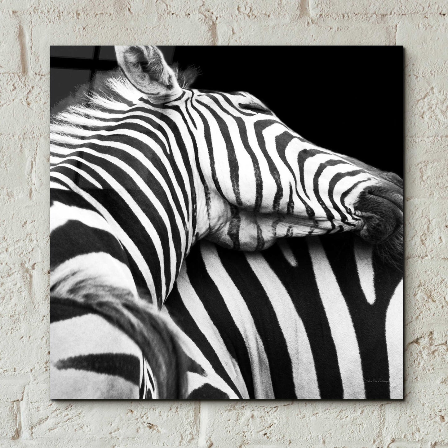 Epic Art 'Zebra VIII' by Debra Van Swearingen, Acrylic Glass Wall Art,12x12