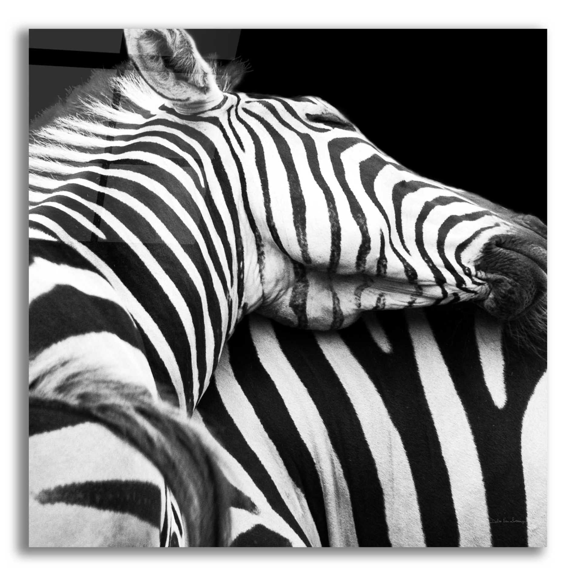 Epic Art 'Zebra VIII' by Debra Van Swearingen, Acrylic Glass Wall Art,12x12