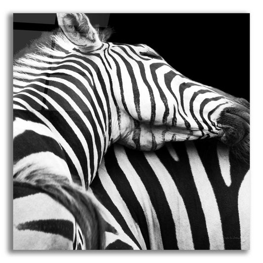 Epic Art 'Zebra VIII' by Debra Van Swearingen, Acrylic Glass Wall Art,12x12x1.1x0,18x18x1.1x0,26x26x1.74x0,37x37x1.74x0