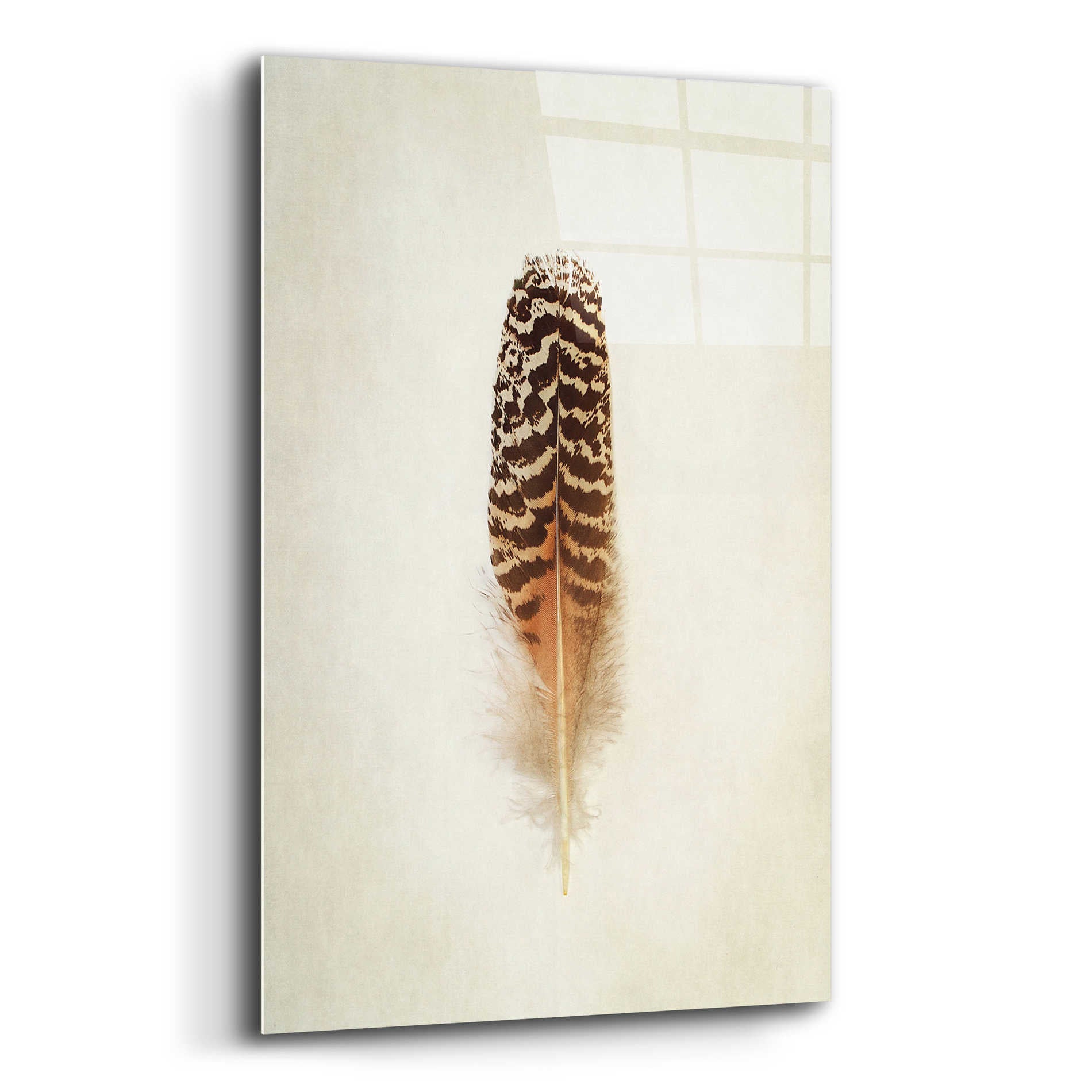 Epic Art 'Feather I' by Debra Van Swearingen, Acrylic Glass Wall Art,12x16