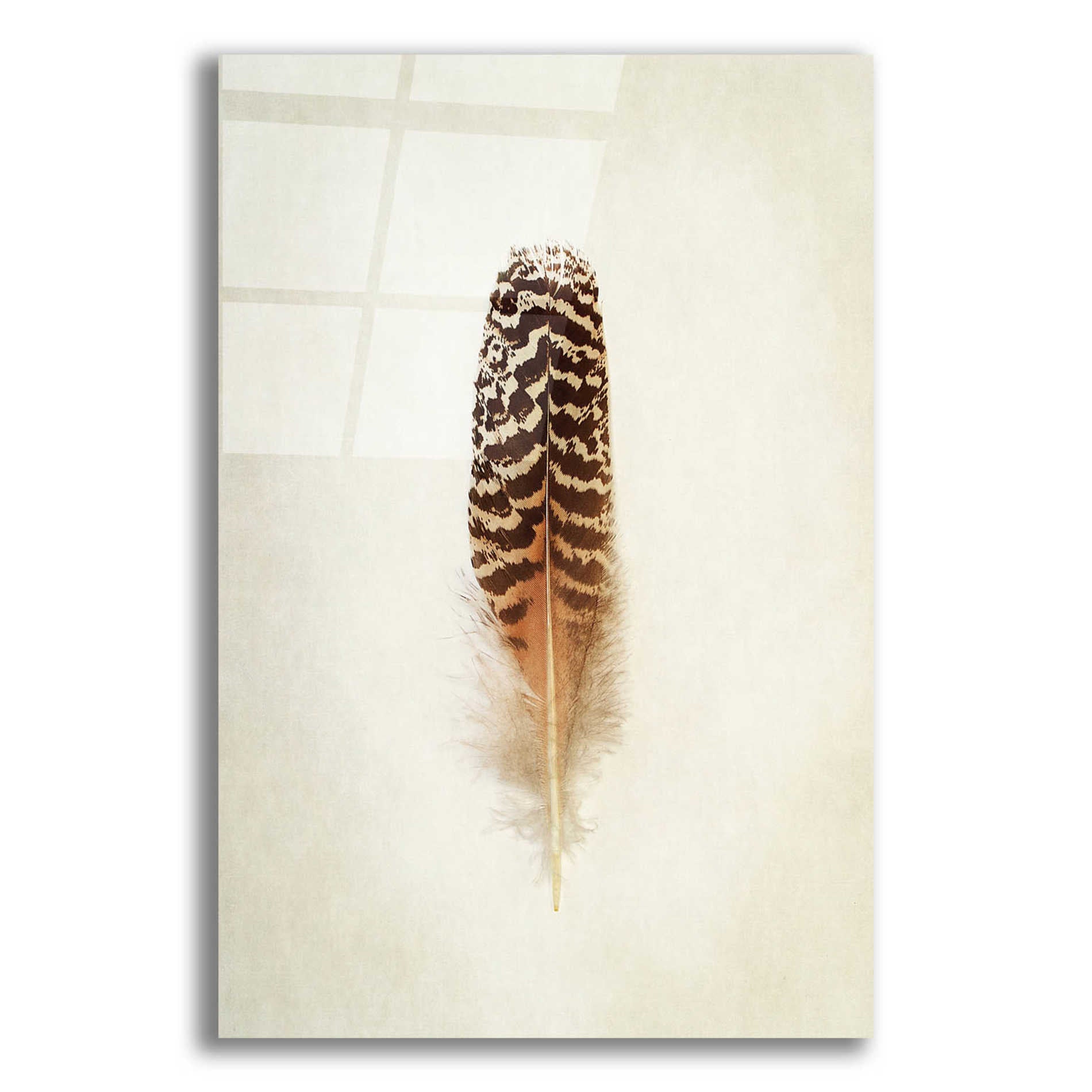 Epic Art 'Feather I' by Debra Van Swearingen, Acrylic Glass Wall Art,12x16